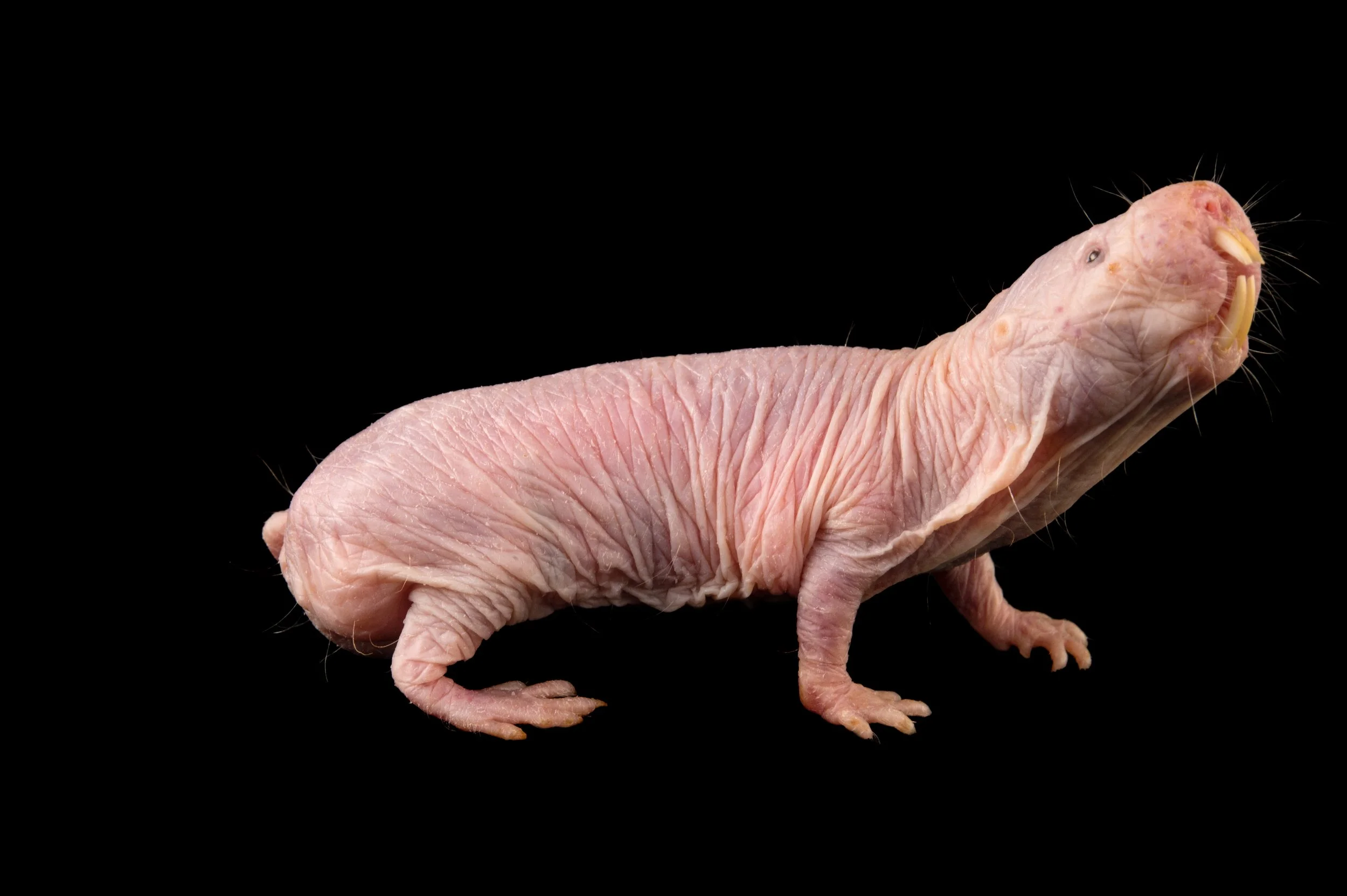 A Naked mole-rat (Heterocephalus glaber) at the Saint Louis Zoo.