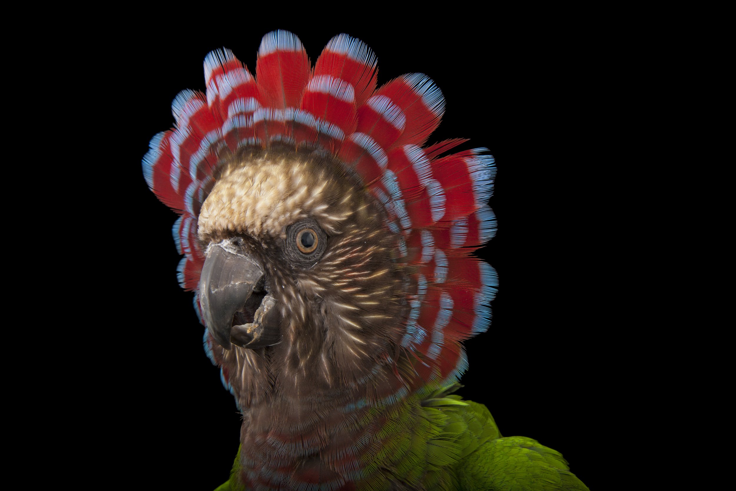 A northern red fan parrot (Deroptyus accipitrinus accipitrinus) at the Houston Zoo.