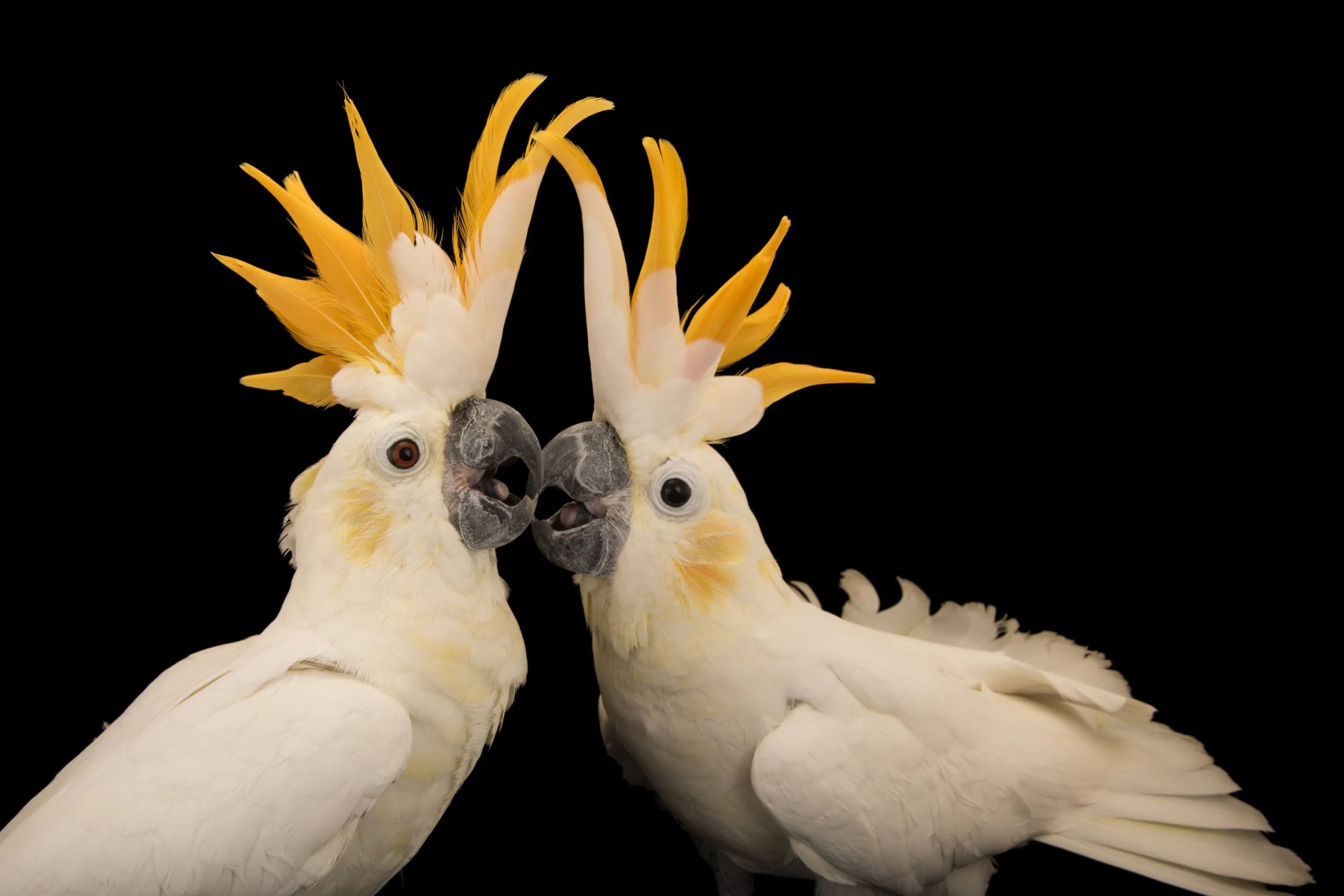 A pair of critically endangered citron crested cockatoos (Cacatua sulphurea citrinocristata) at Jurong Bird Park.