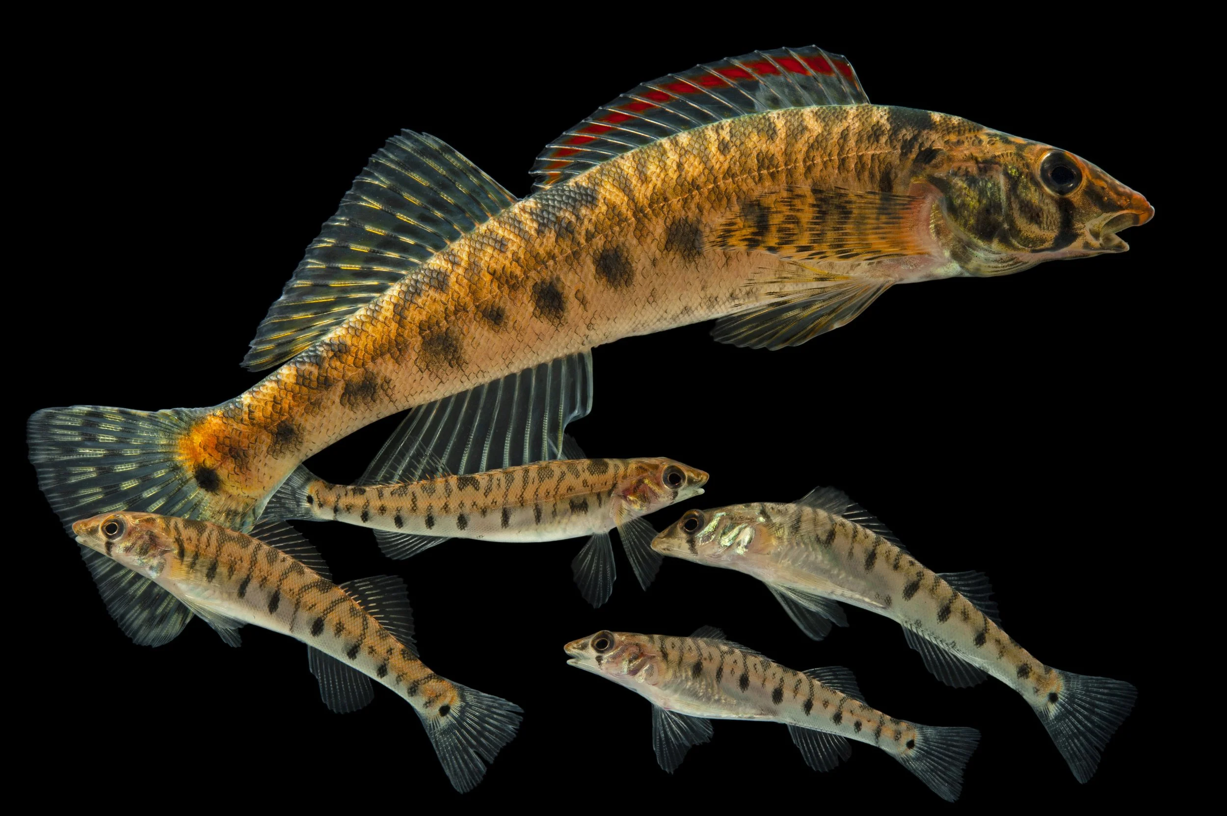 A group of five Candy darter fish swimming against a black background.