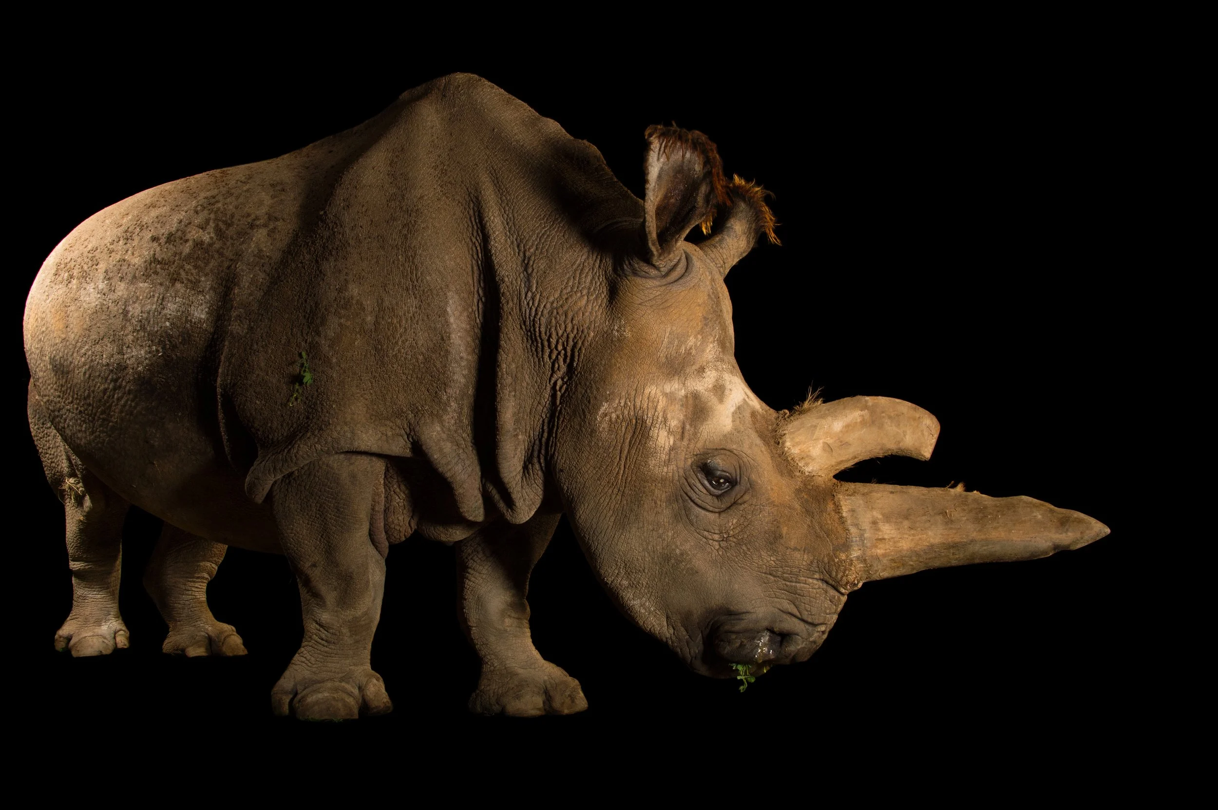 A Northern white rhinoceros (Ceratotherium simum cottoni) at the Dvur Kralove Zoo.