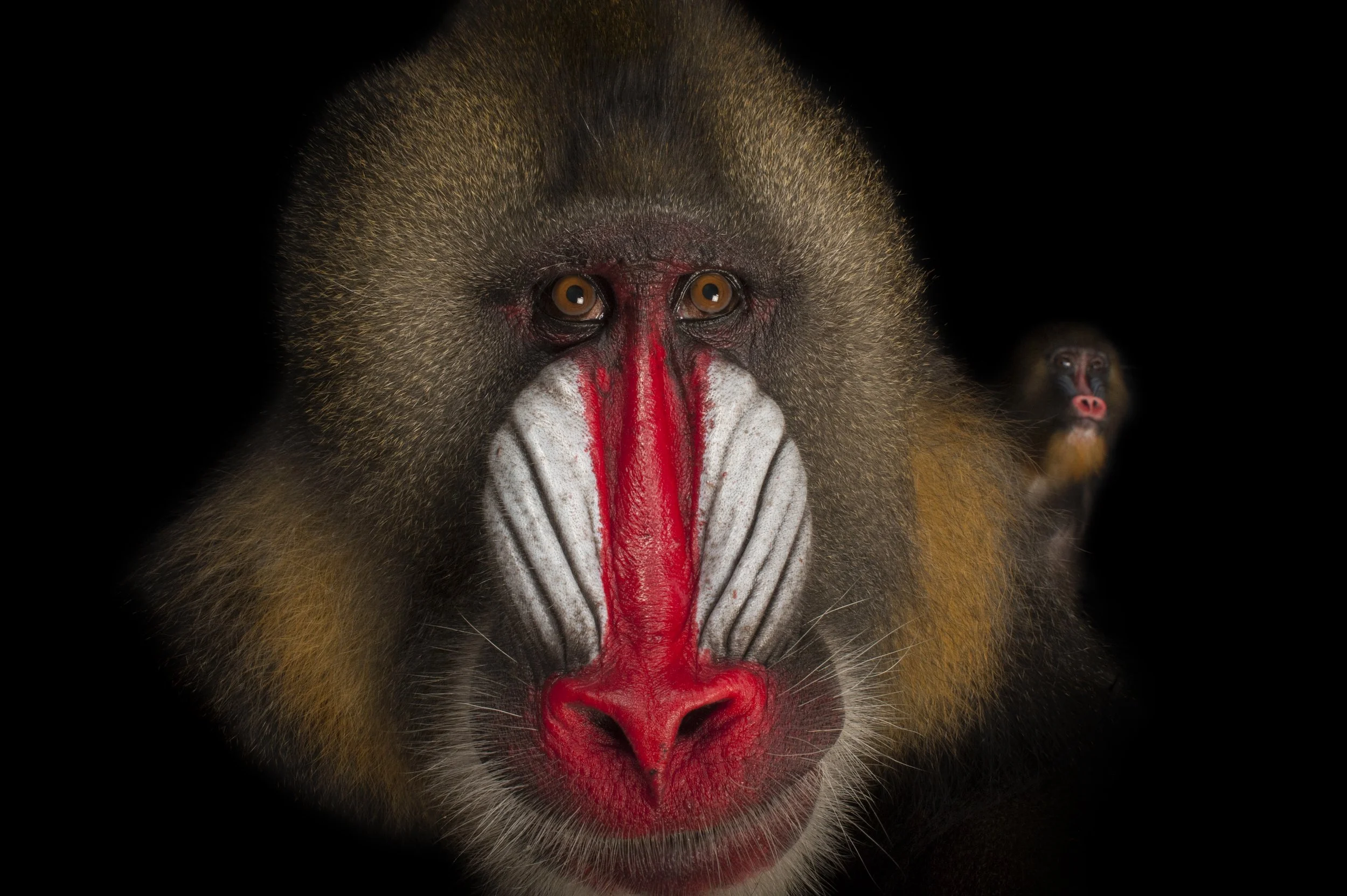 Mandrills (Mandrillus sphinx) at the Gladys Porter Zoo in Brownsville, TX.