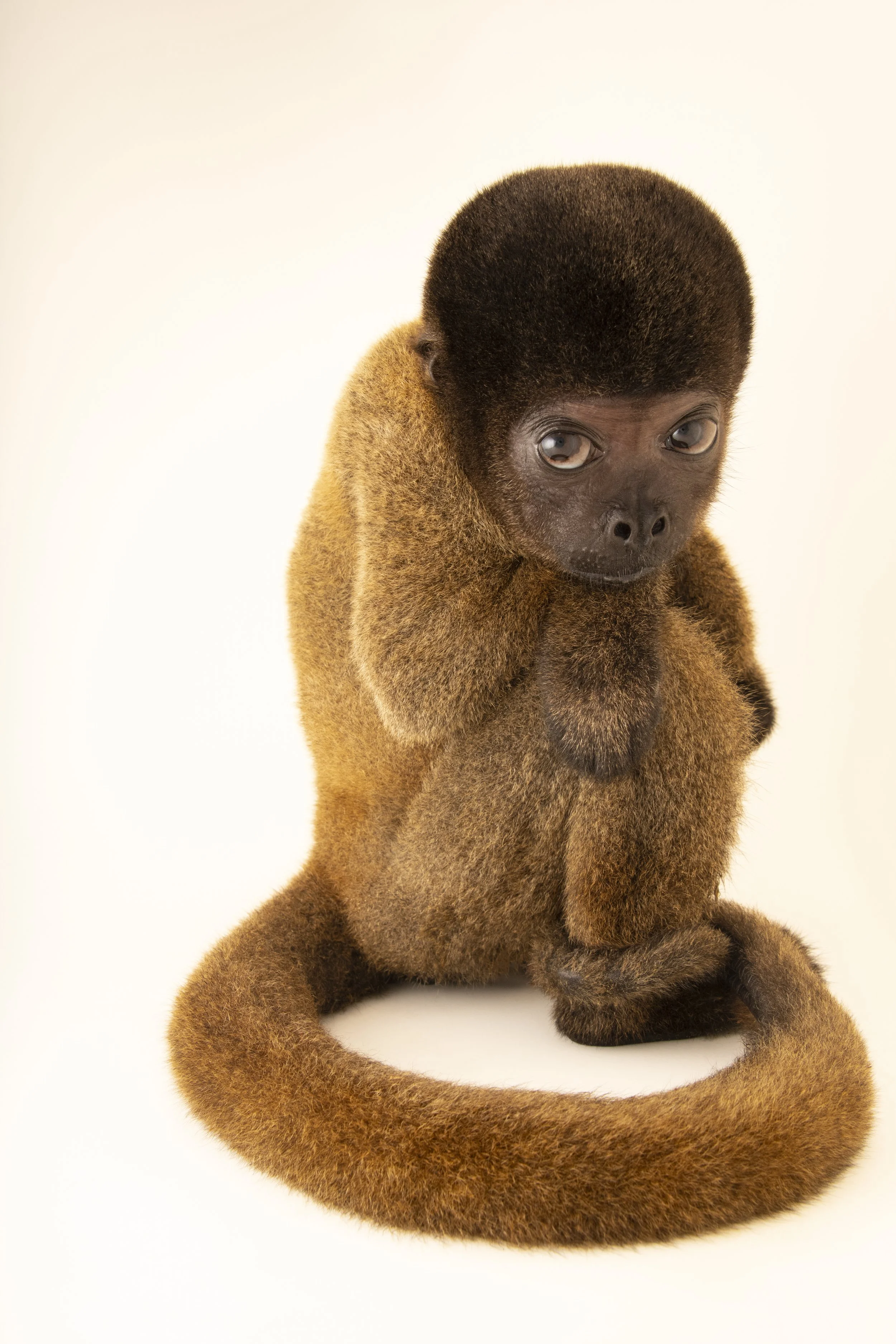 An endangered Peruvian woolly monkey (Lagothrix cana) at Cetas-IBAMA, a wildlife rehab center in Manaus, Brazil.