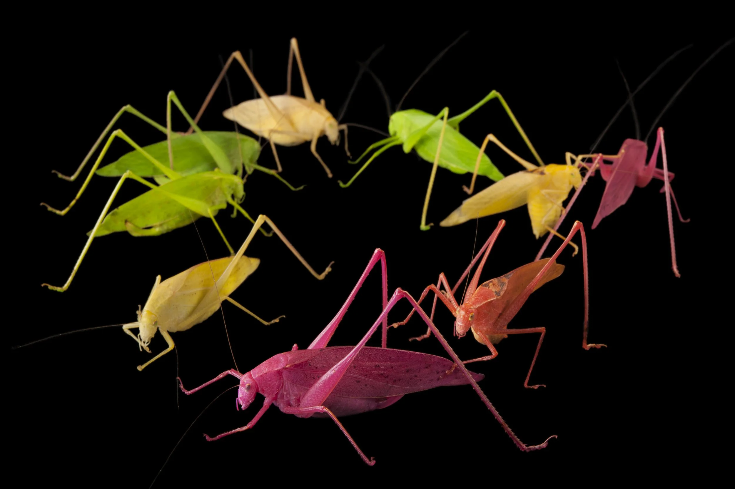 Oblong-winged katydids (Amblycorypha oblongifolia) at the Insectarium in New Orleans. 