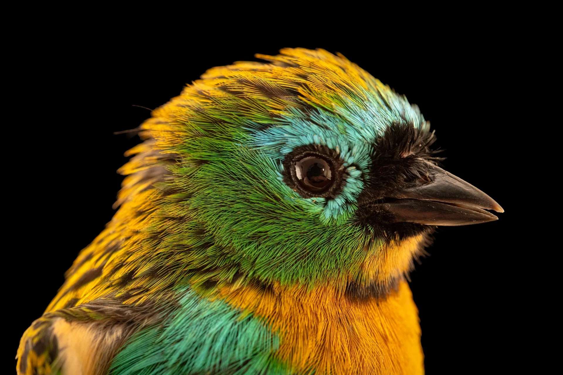 Close-up of a colorful tanager bird with green, yellow, and blue feathers against a black background.