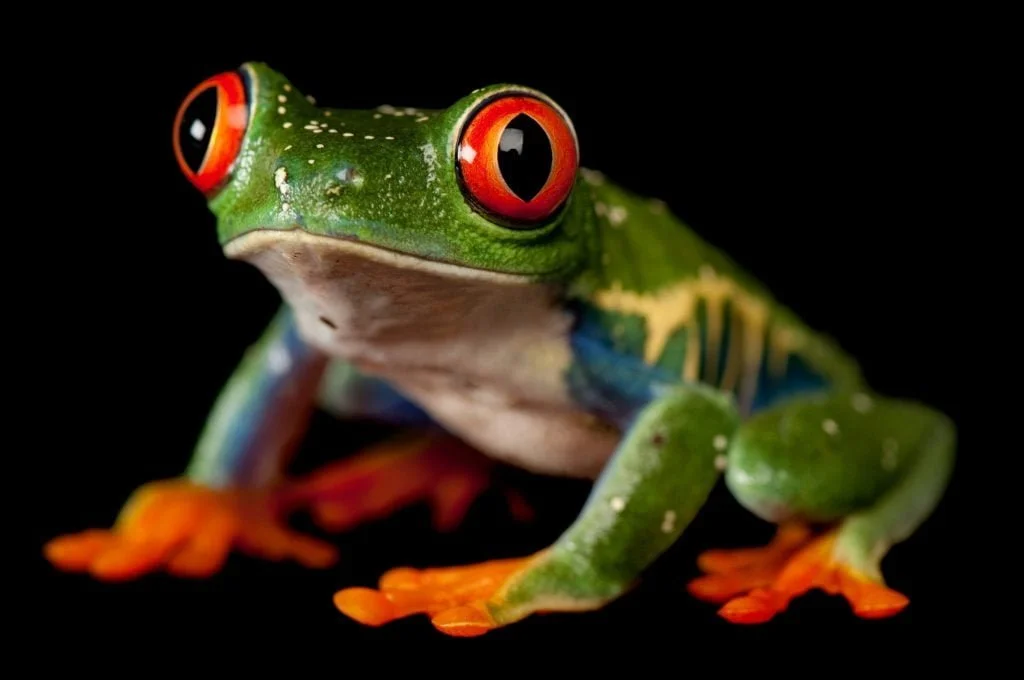 Close-up of a colorful Red-eyed tree frog with large red eyes and vibrant green, orange, and blue markings against a black background.
