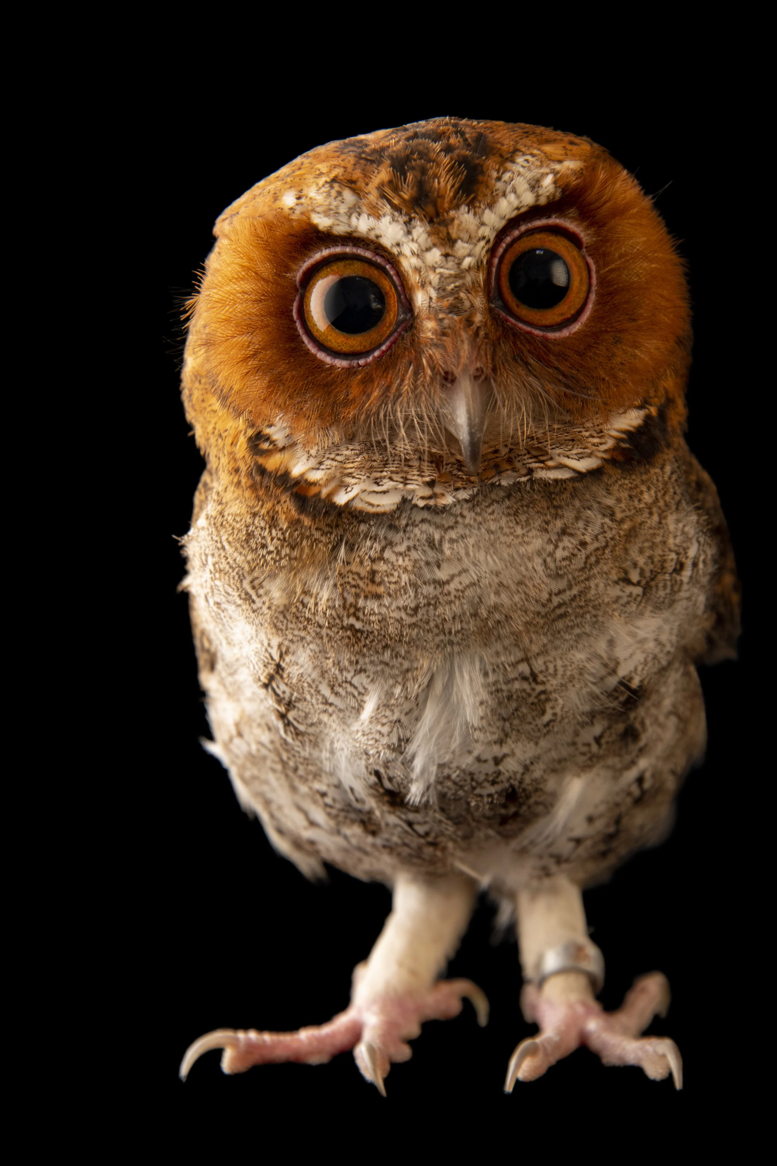 A Negros scops owl (Otus nigrorum) at Negros Forest Park.