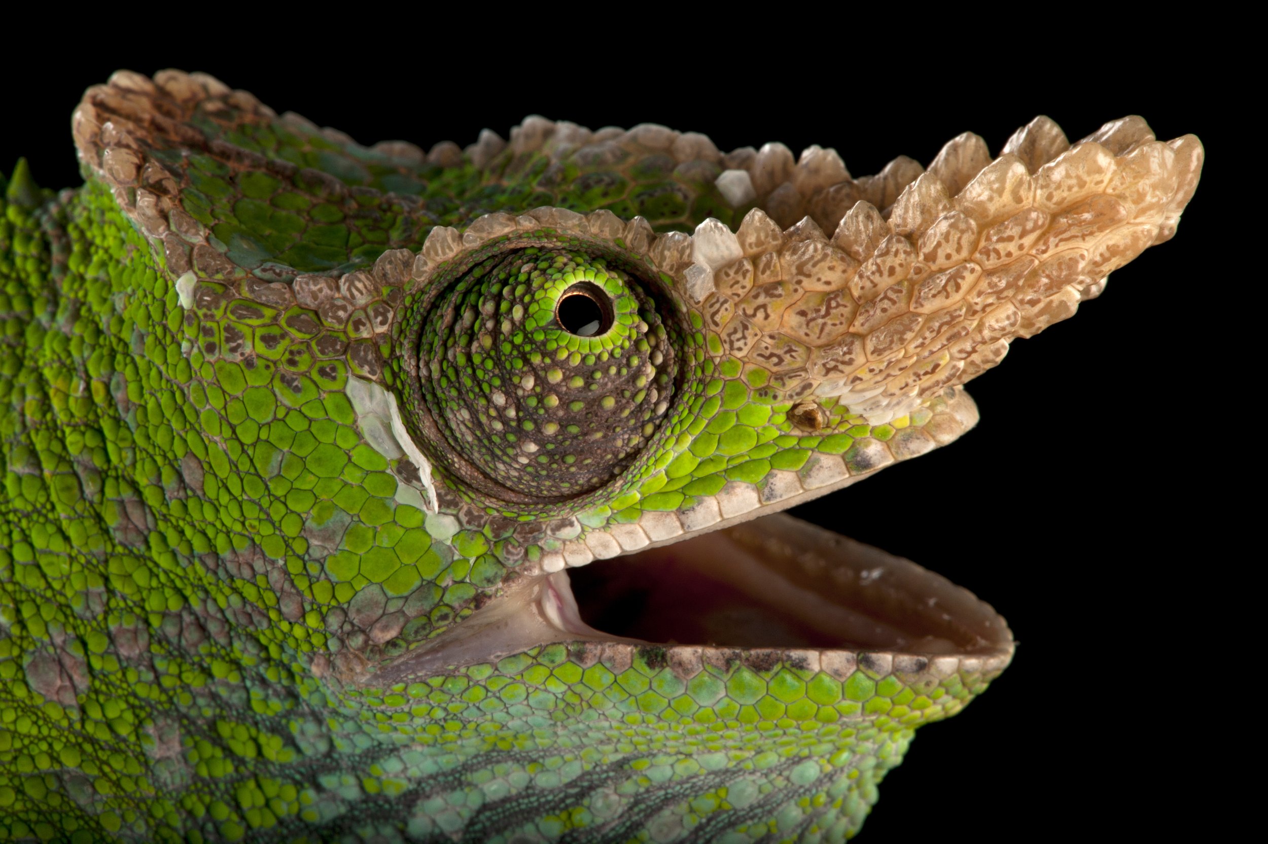 A West Usambara two-horned chameleon (Kinyongia multituberculata) at the Houston Zoo.