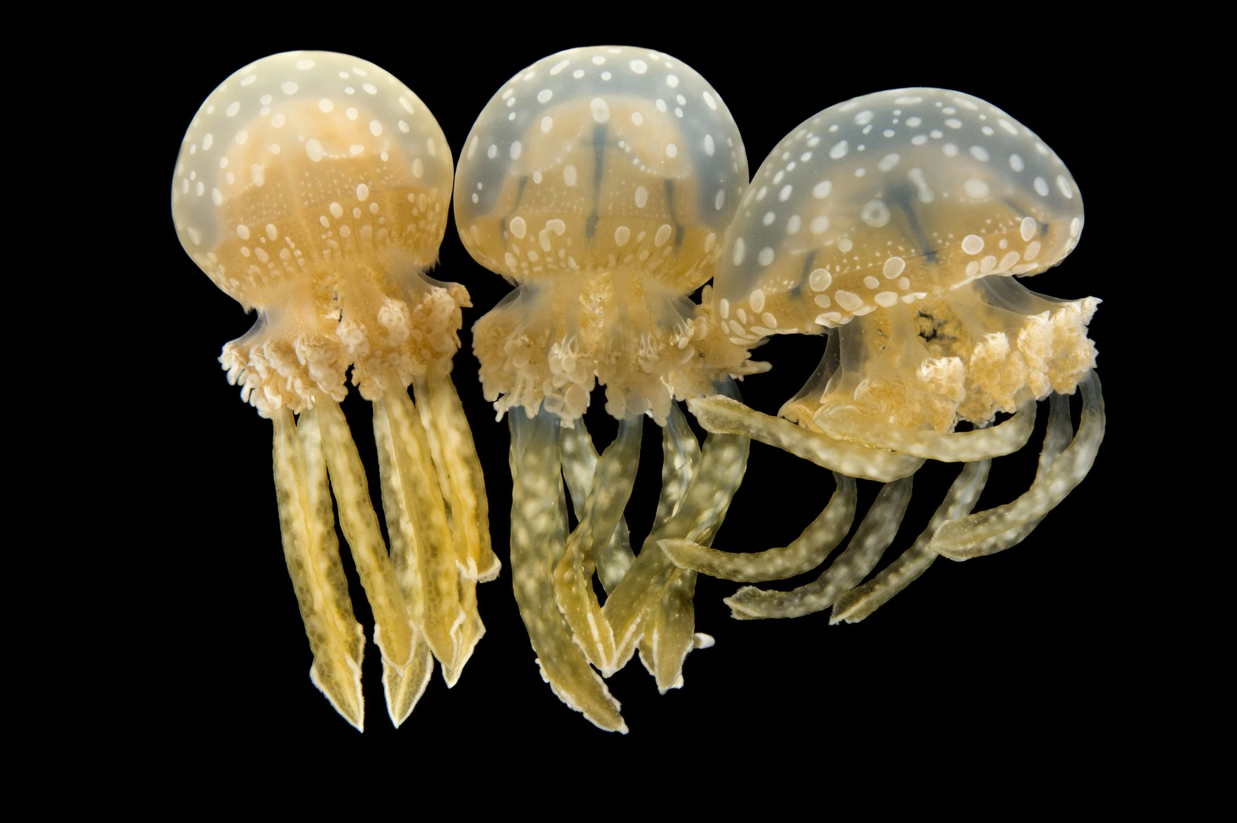 A spotted jellyfish (Mastigias papua) at the Monterey Bay Aquarium.