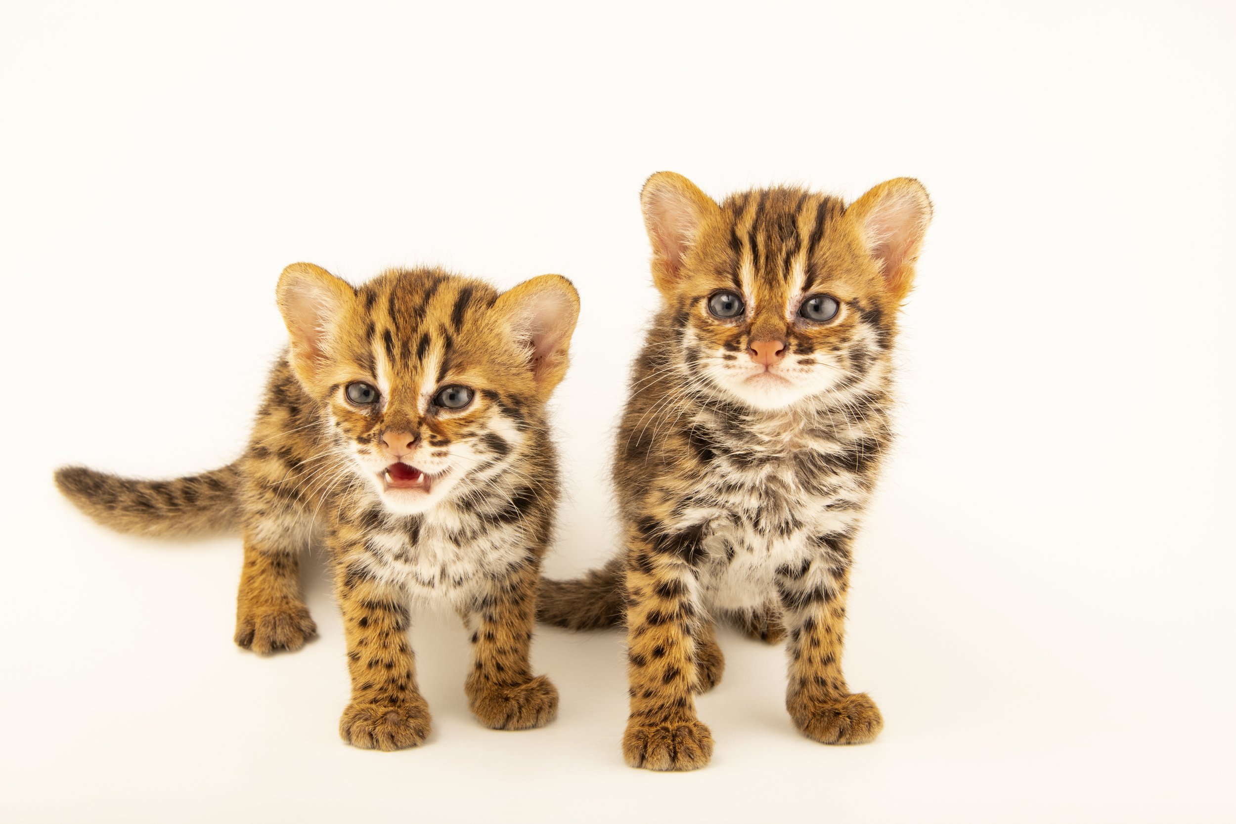 A pair of four-week-old old Asian leopard cats, (Prionailurus bengalensis bengalensis) at the Angkor Centre for Conservation of Biodiversity, a wildlife rehab center in Siem Reap, Cambodia.