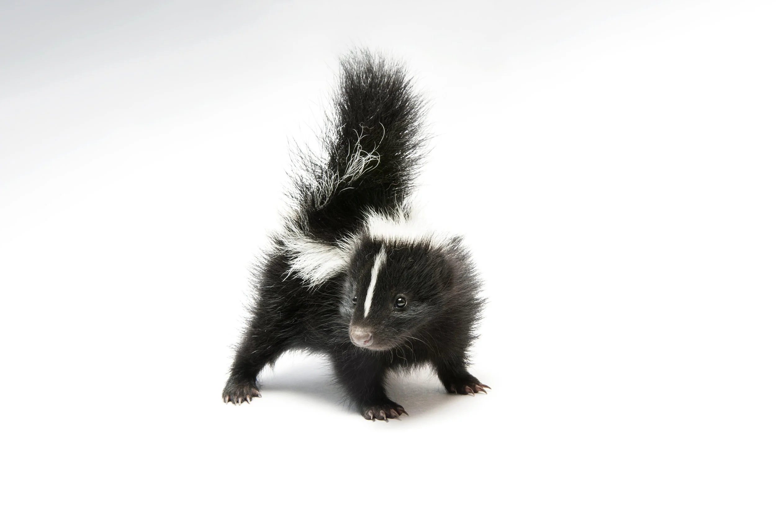 A baby striped skunk (Mephitis mephitis varians) from Dunbar, Nebraska.