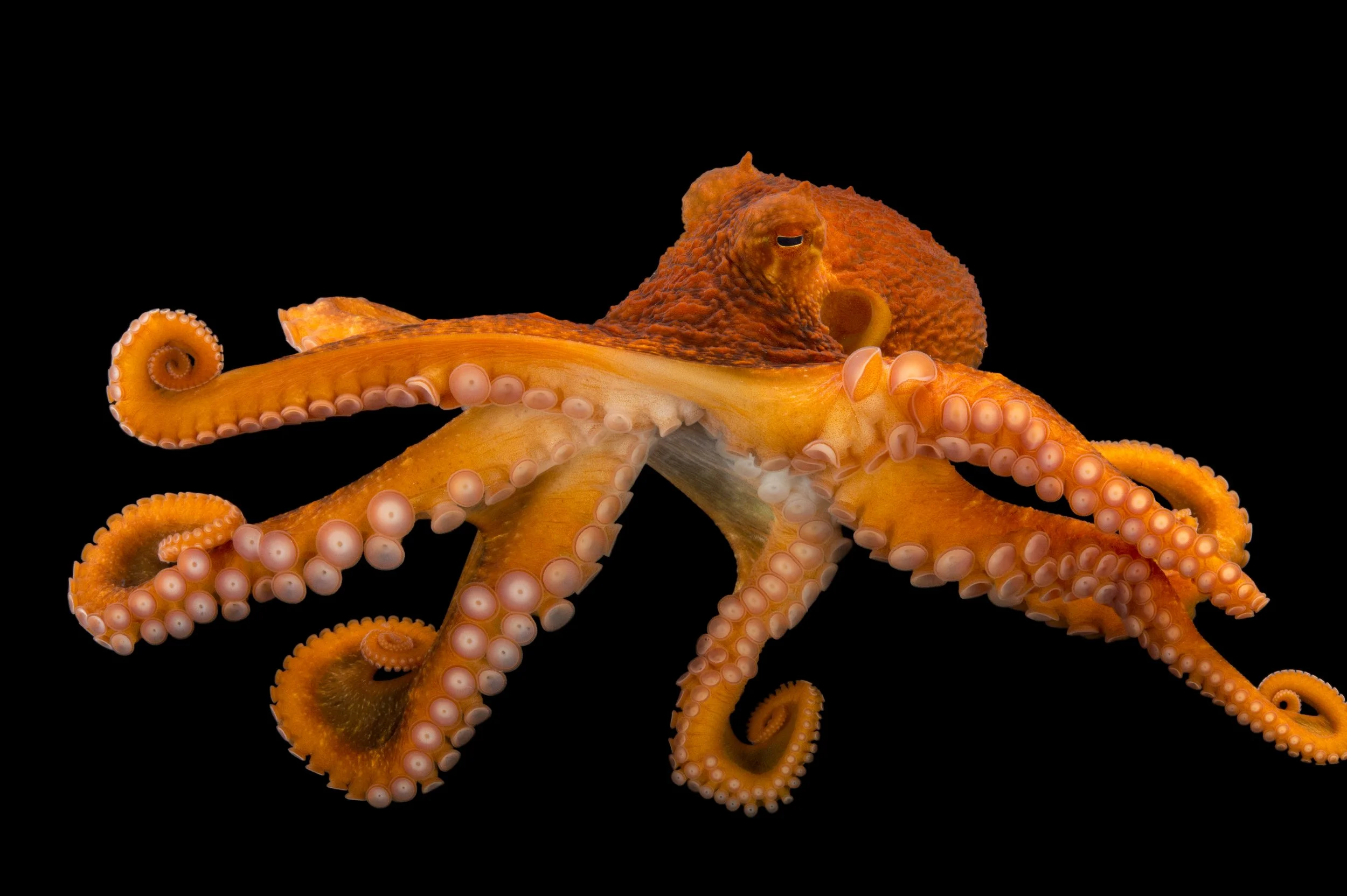 A female giant Pacific octopus (Enteroctopus dofleini) at the Alaska SeaLife Center.