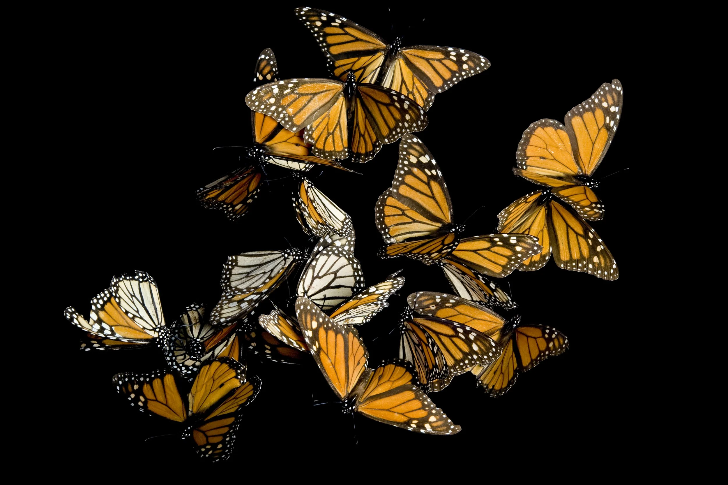 A cluster of monarch butterflies (Danaus plexippus) from the Sierra Chincua mountain range, Mexico.