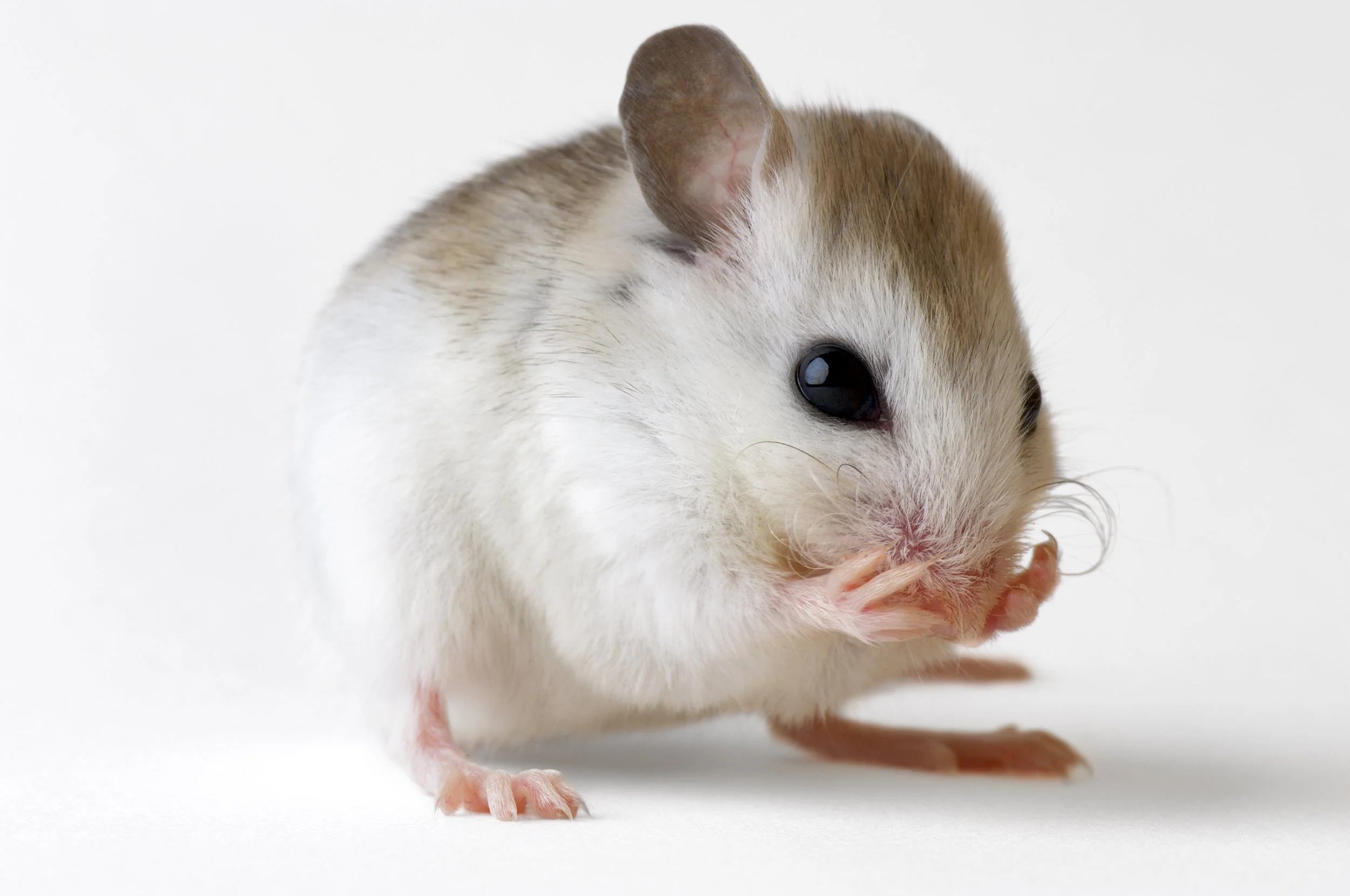 A St. Andrew beach mouse (Peromyscus polionotus peninsularis), a federally endangered rodent, in Panama City, FL.