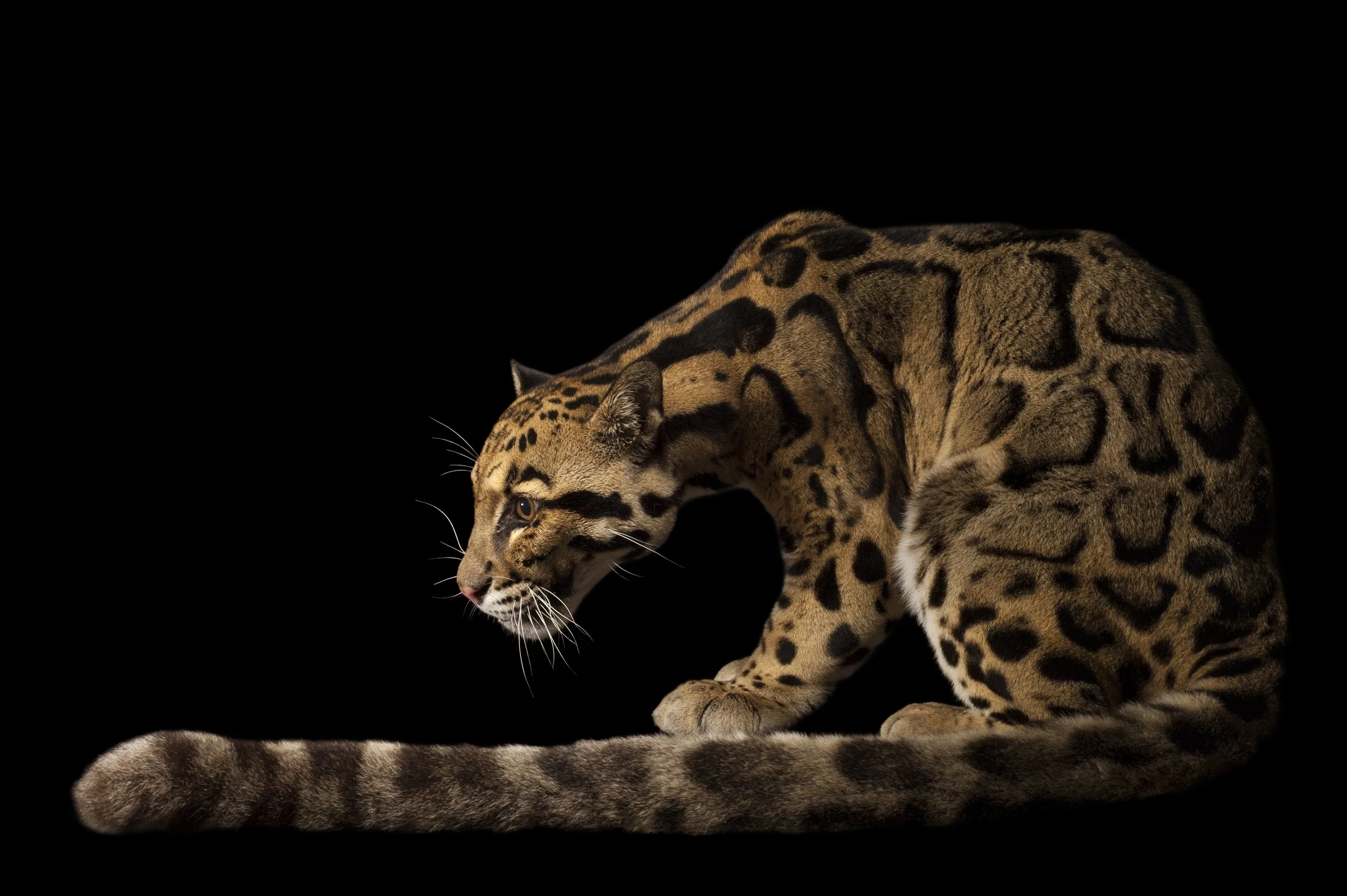A federally endangered clouded leopard (Neofelis nebulosa nebulosa) at the Houston Zoo.