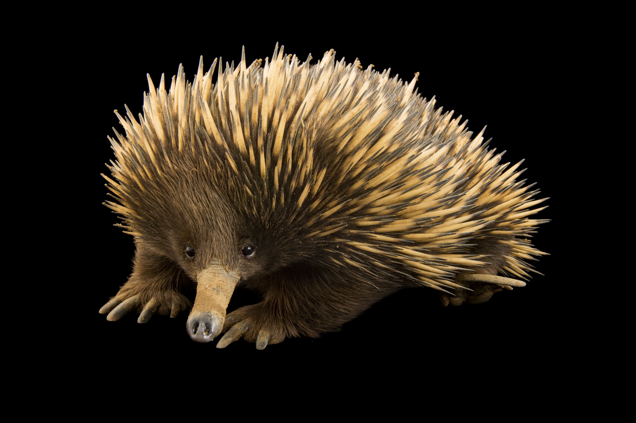 A Kangaroo Island echidna (Tachyglossus aculeatus multiaculeatus) at the LA Zoo.