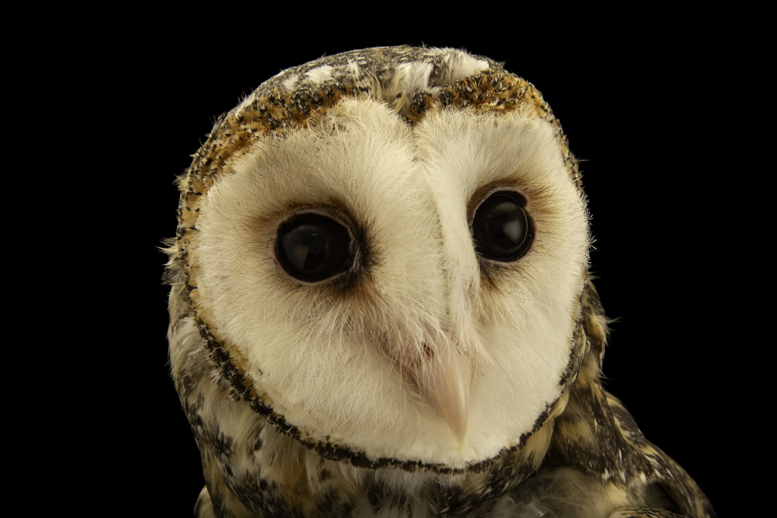 Close-up of a barn owl's face with black eyes and heart-shaped facial disc, set against a black background photographed by Joel Sartore for the Photo Ark in Australia in January of 2026.
