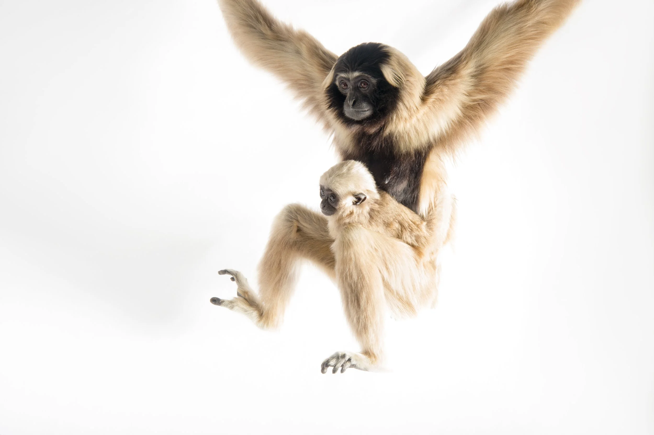 An endangered pileated gibbon with her eight-month-old infant (Hylobates pileatus) at the Gibbon Conservation Center.