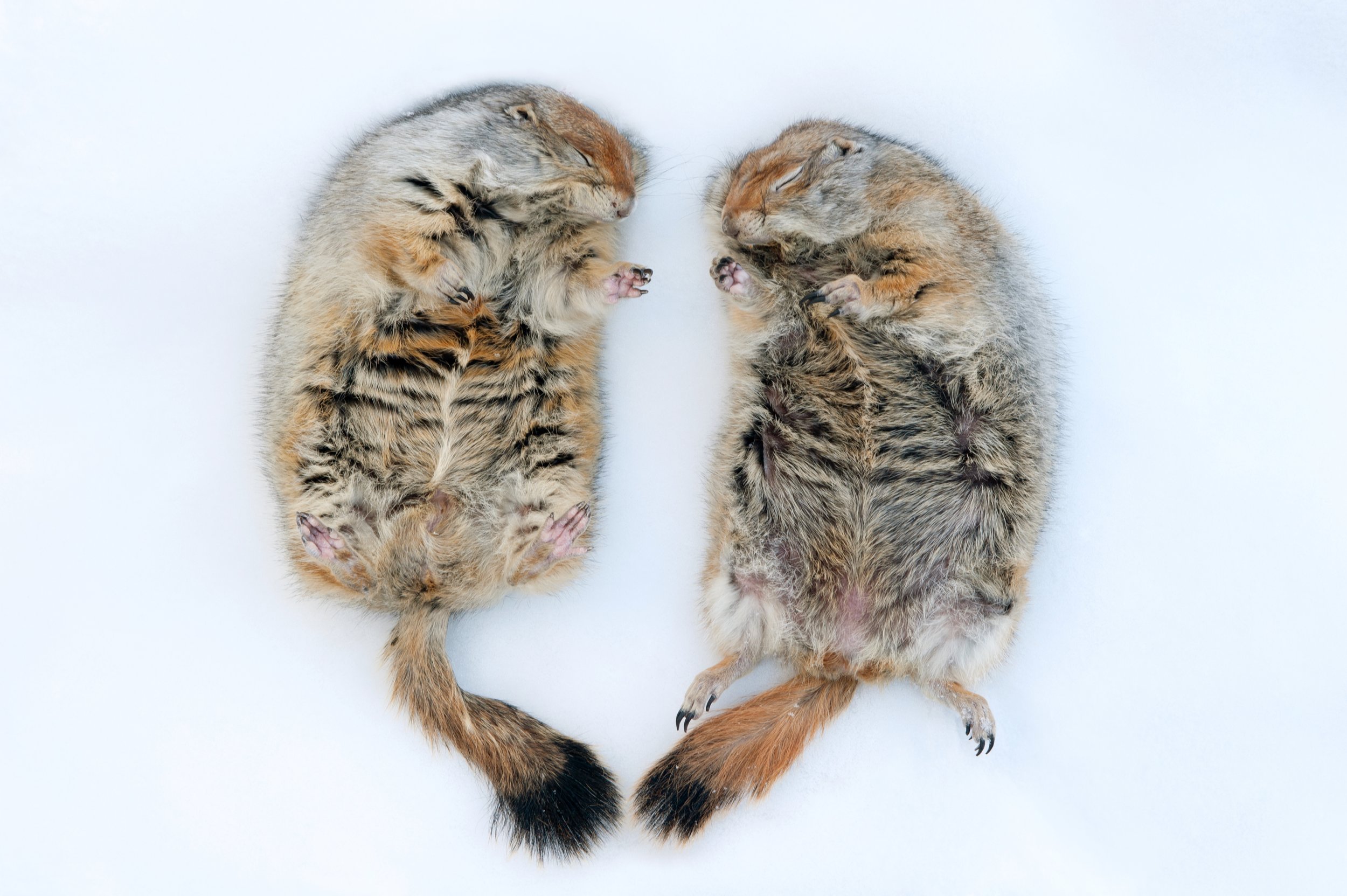 Hibernating Arctic ground squirrels (Spermopilus parryii) at the University of Alaska at Fairbanks.