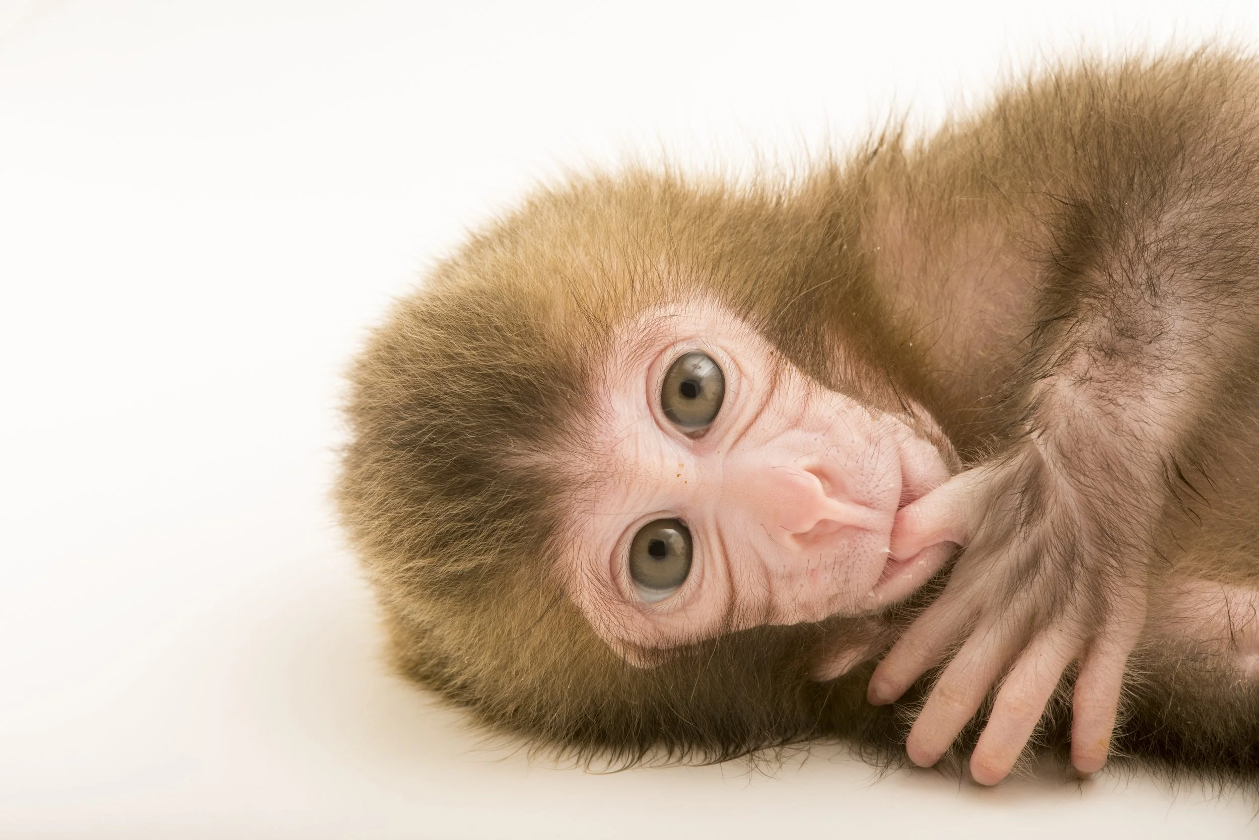 Gigi, a two-week-old Japanese macaque (Macaca fuscata) at the Blank Park Zoo in Des Moines, IA.