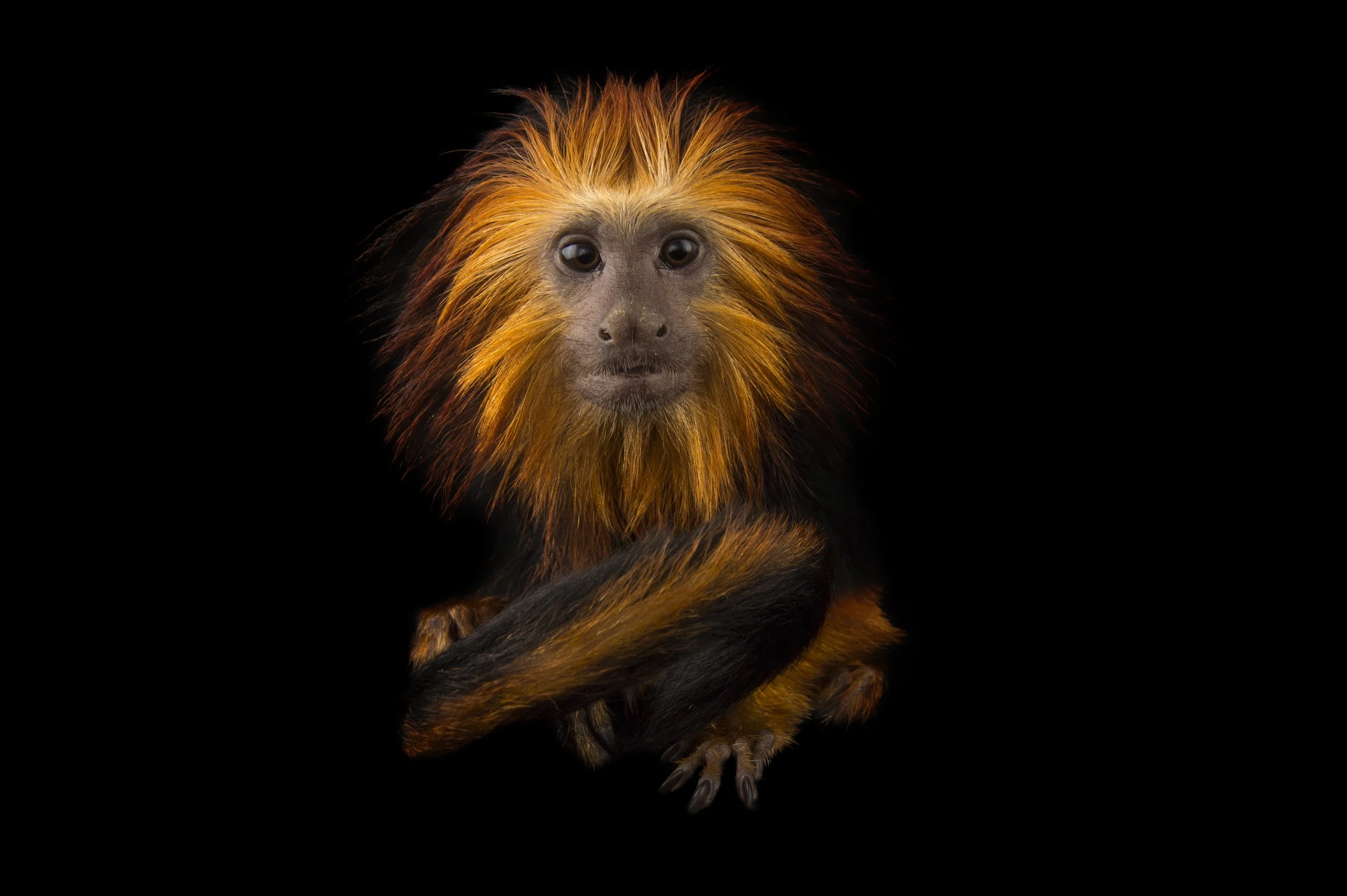 An endangered golden-headed lion tamarin (Leontopithecus chrysomelas) at the Dallas World Aquarium.