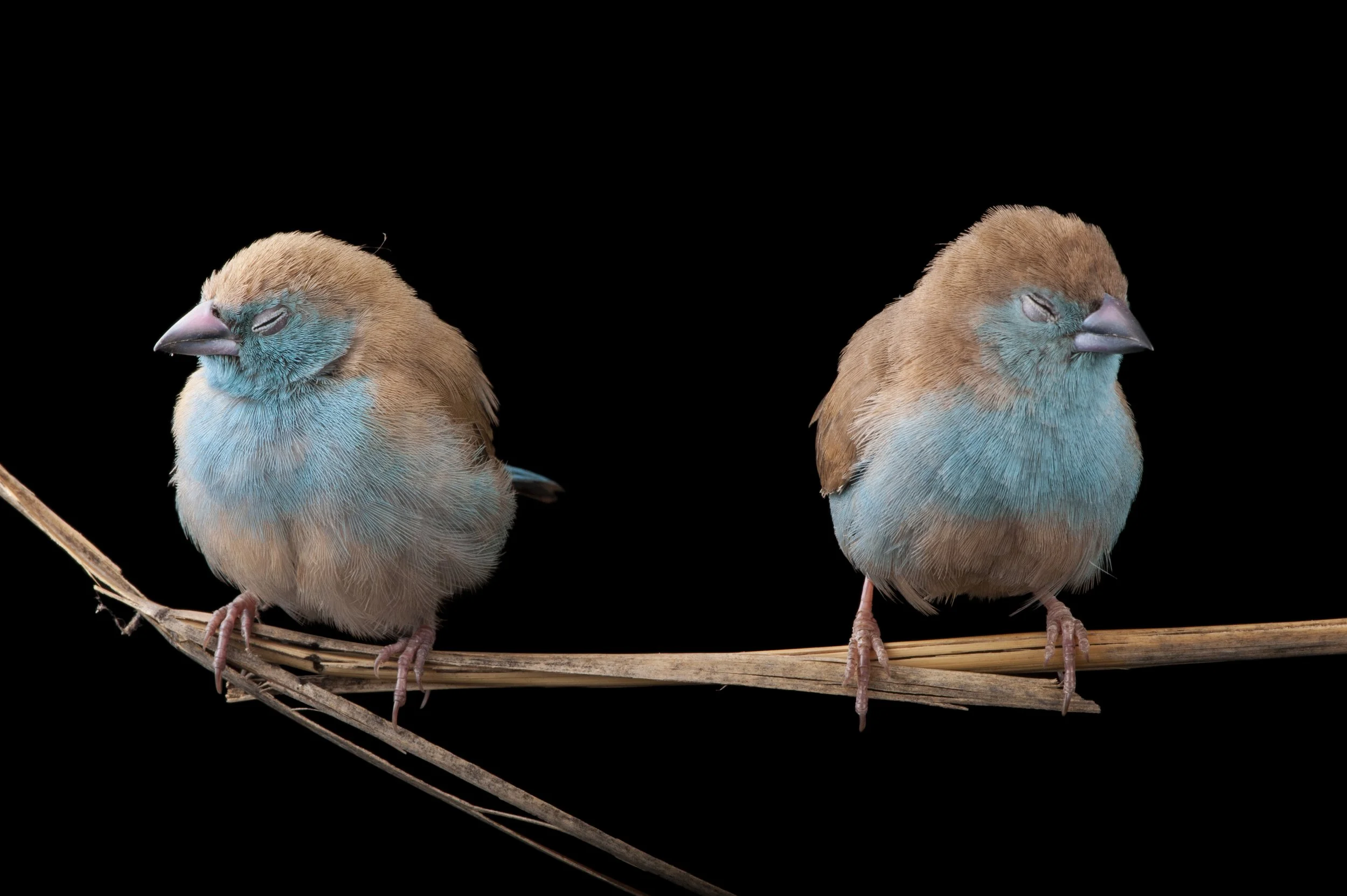 A pair of Blue waxbills (Uraeginthus angolensis) in Gorongosa National Park in Mozambique.