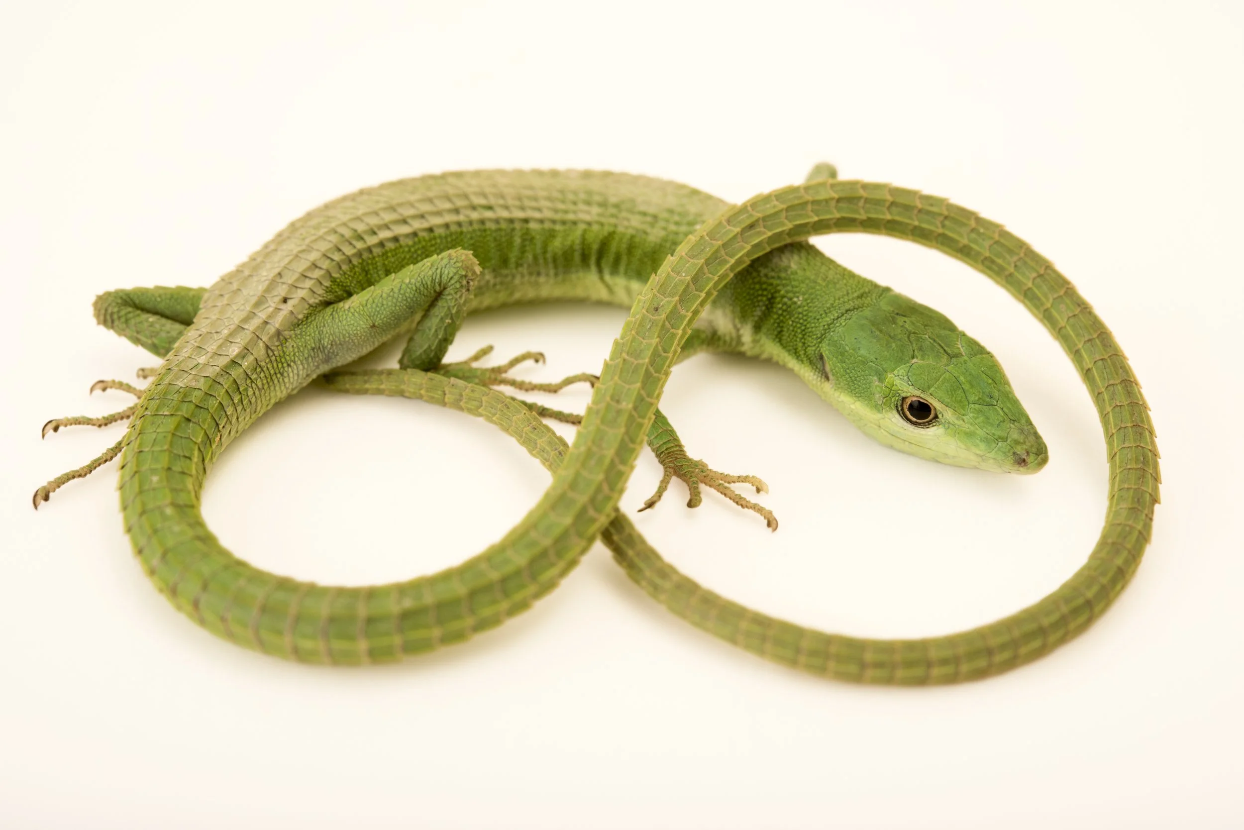A Green grass lizard (Takydromus smaragdinus) at Wroclaw Zoo.