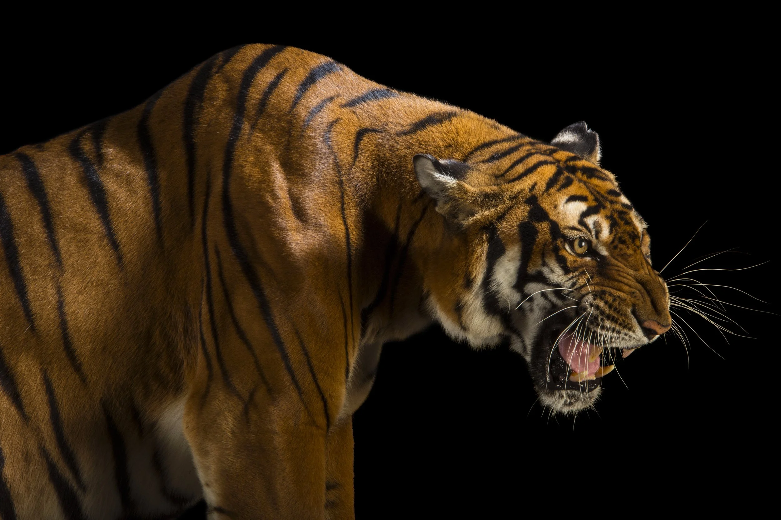 A critically endangered and federally endangered, female South China tiger (Panthera tigris amoyensis) at the Suzhou Zoo in China.