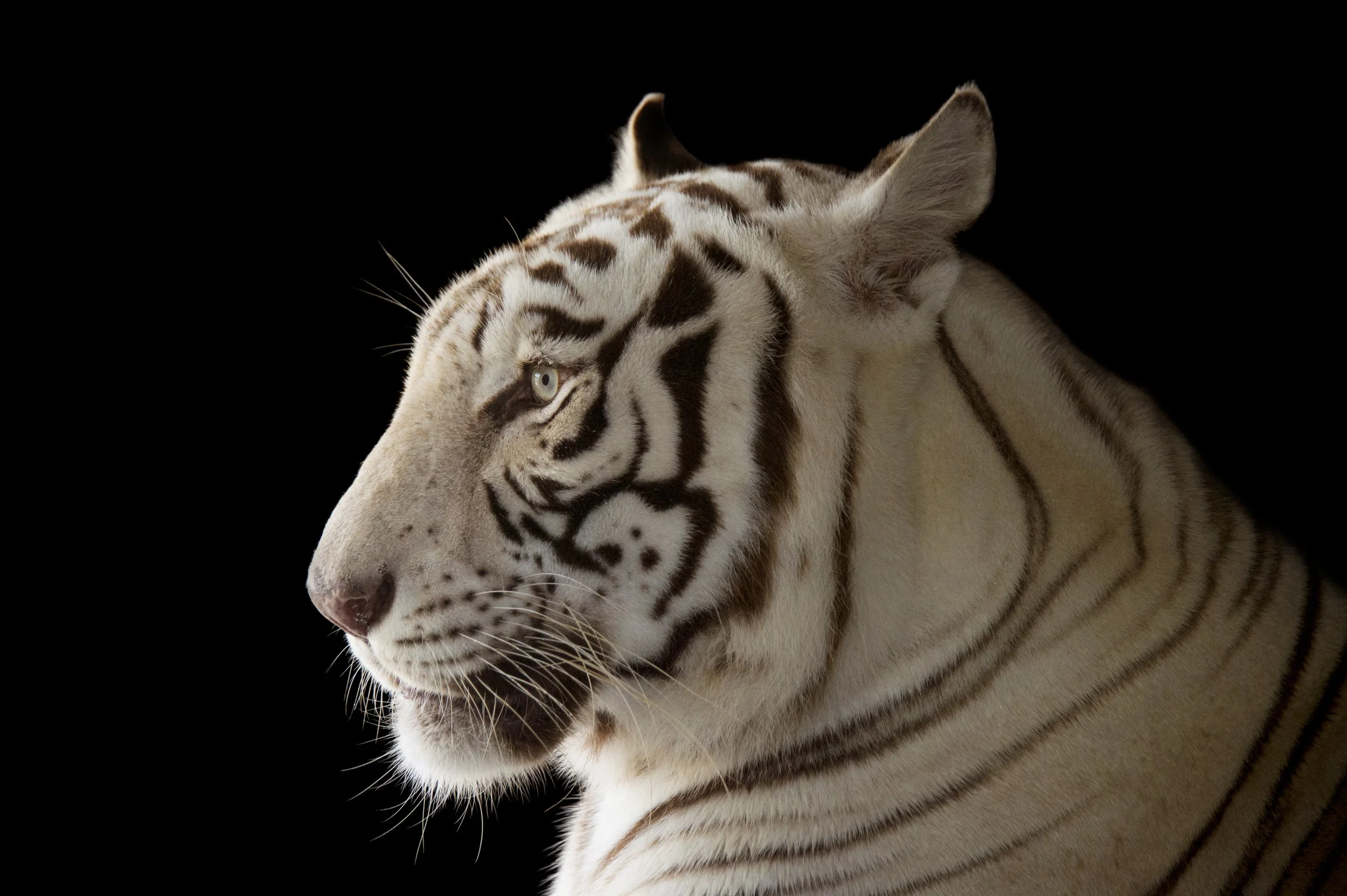 An endangered male, white Bengal tiger (Panthera tigris tigris) named Rajah, at the Alabama Gulf Coast Zoo.