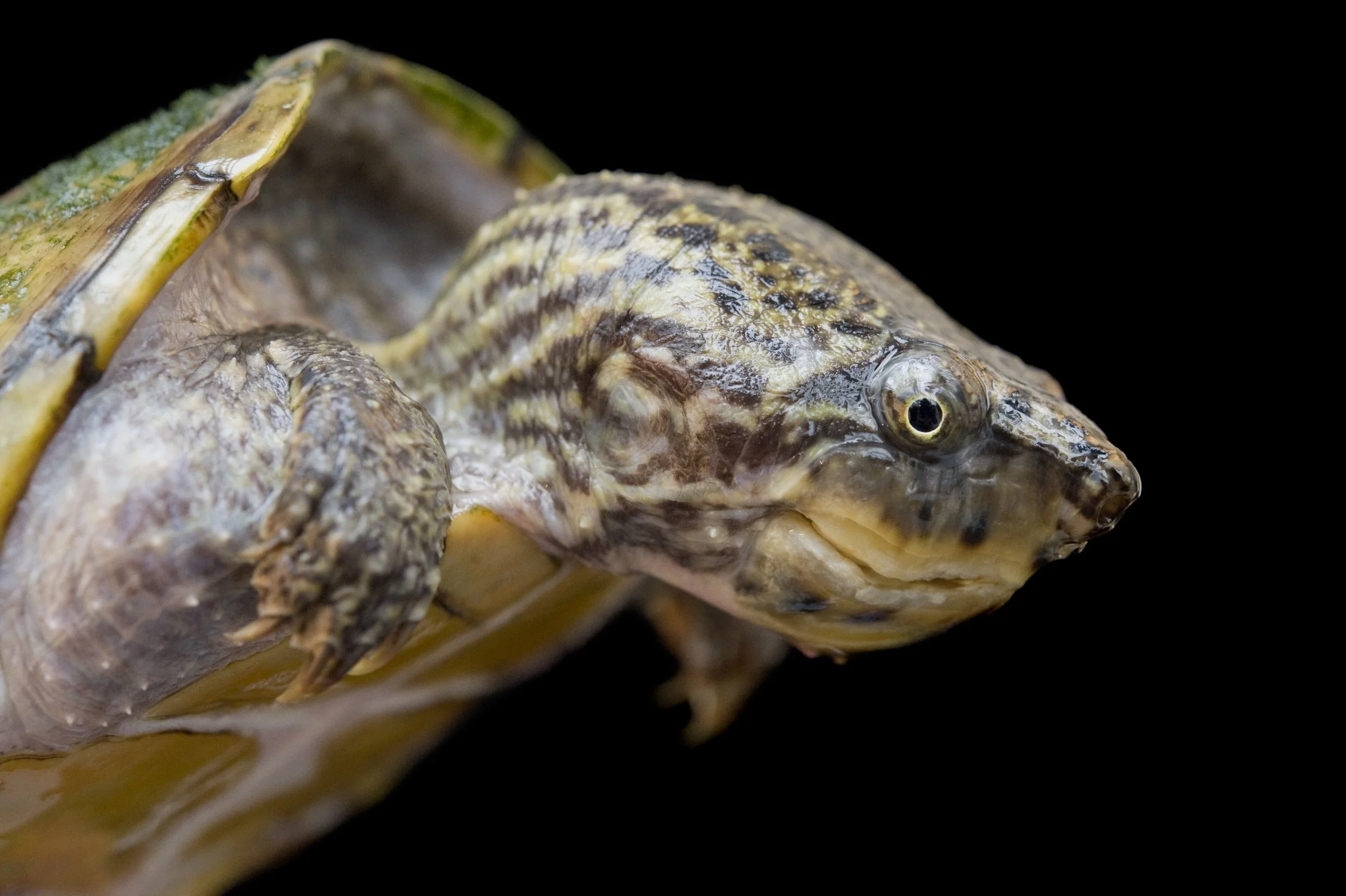 A striped neck musk turtle (Kinosternon minor peltifer).