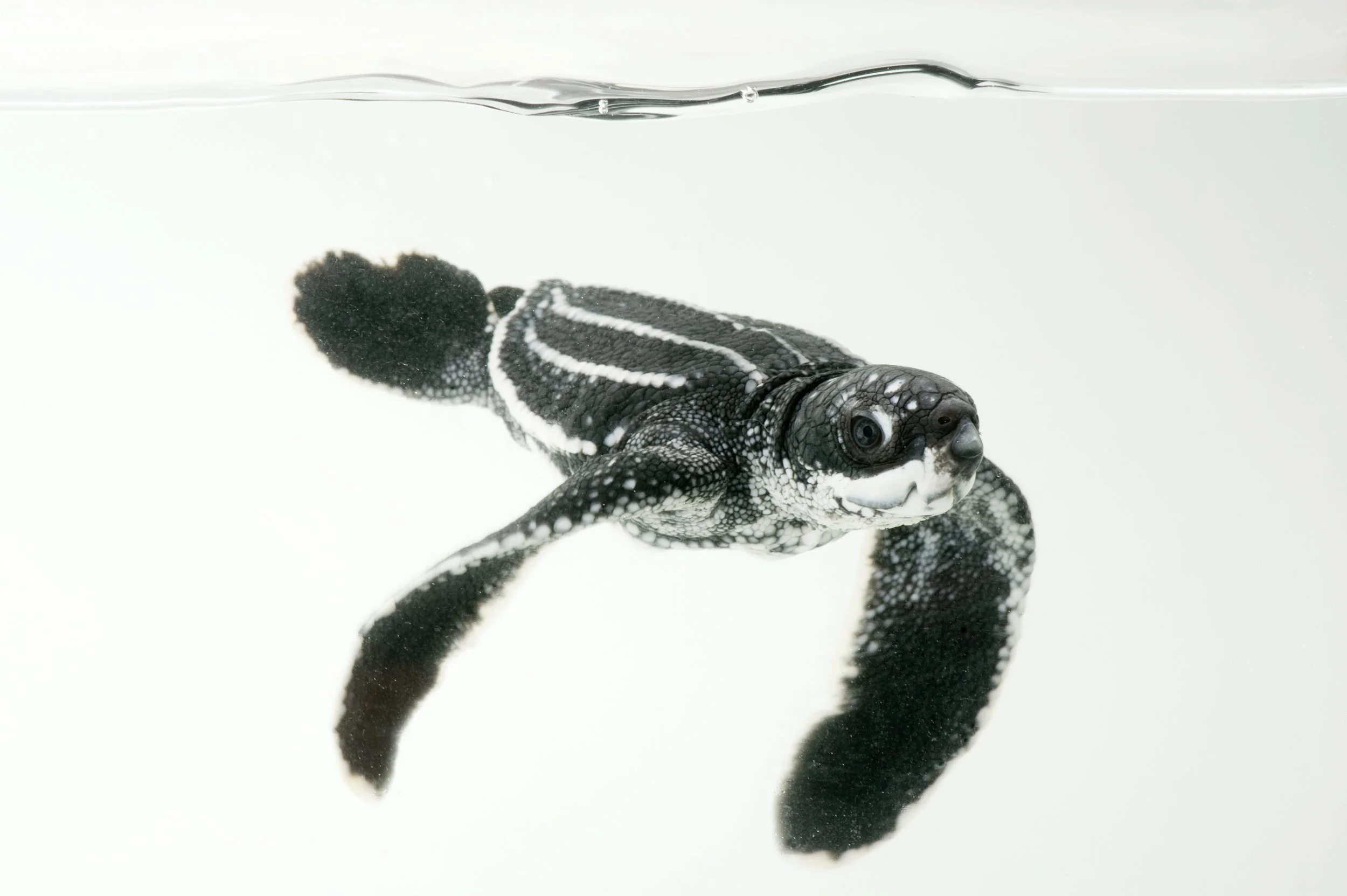 A half-day-old hatchling leatherback turtle (Dermochelys coriacea) from the wild in Bioko.