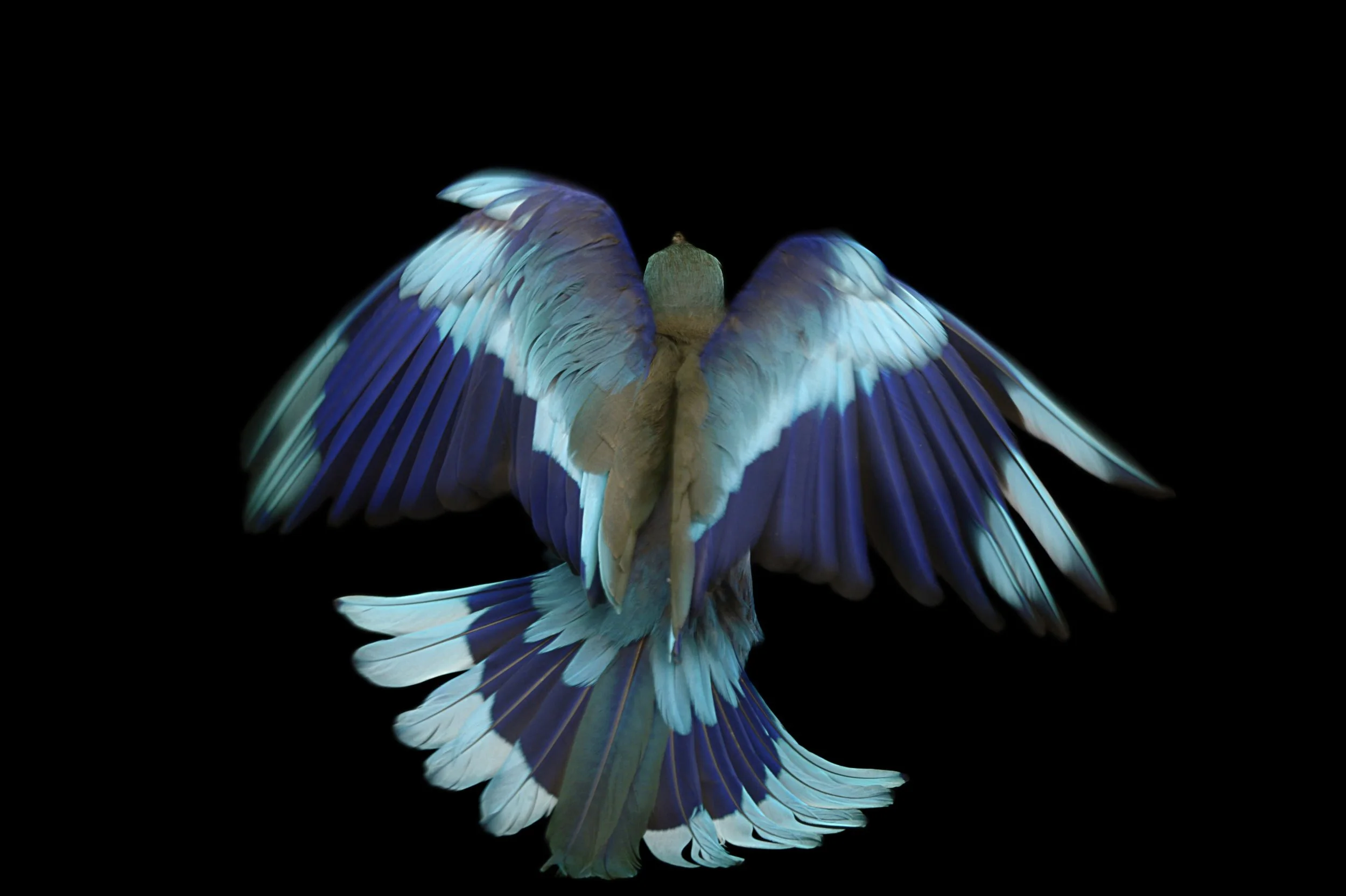 An Indian roller (Coracias benghalensis affinis) at the Santa Barbara Zoo.