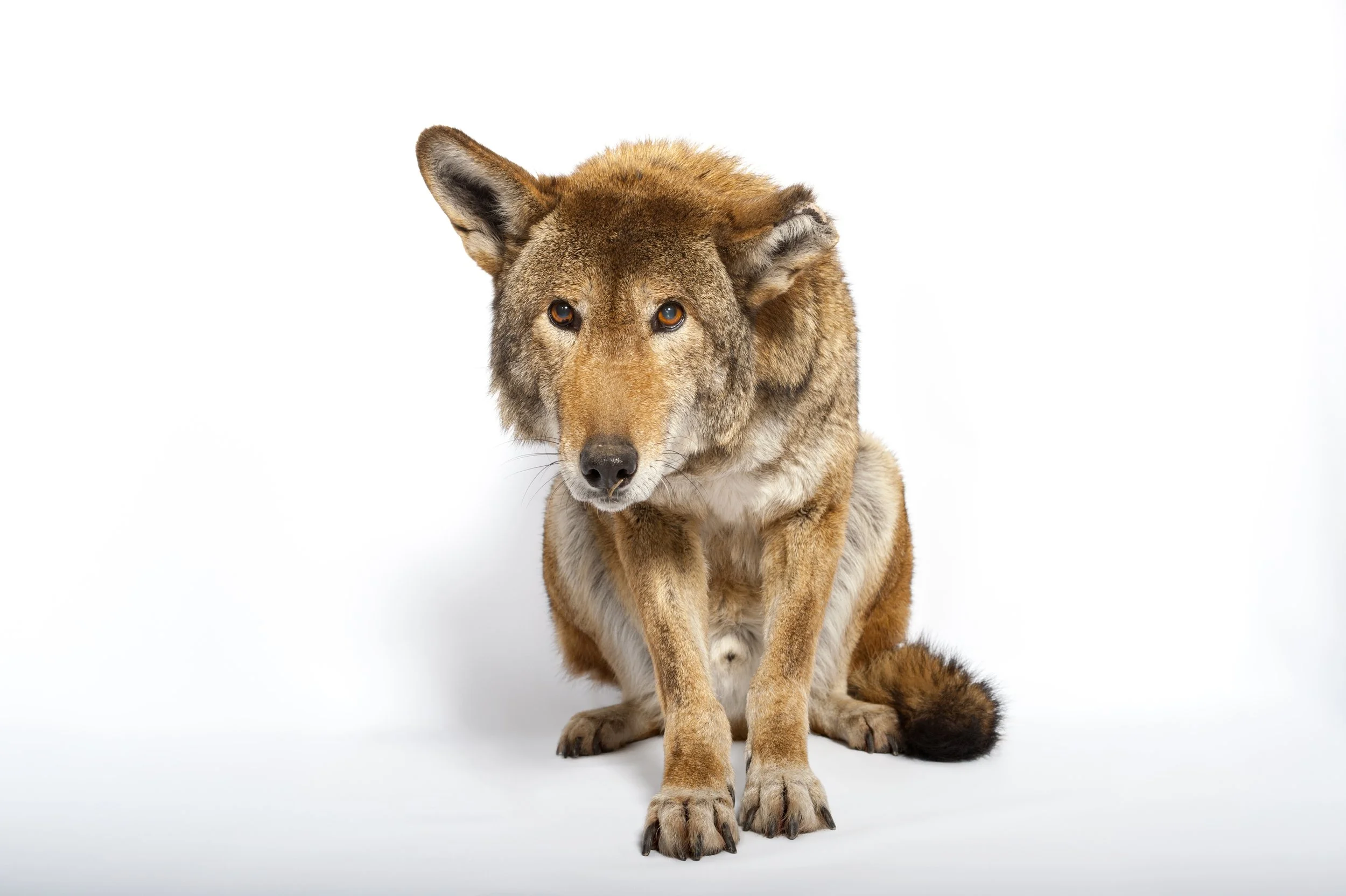 A critically endangered red wolf (Canis rufus gregoryi) at the Great Plains Zoo.