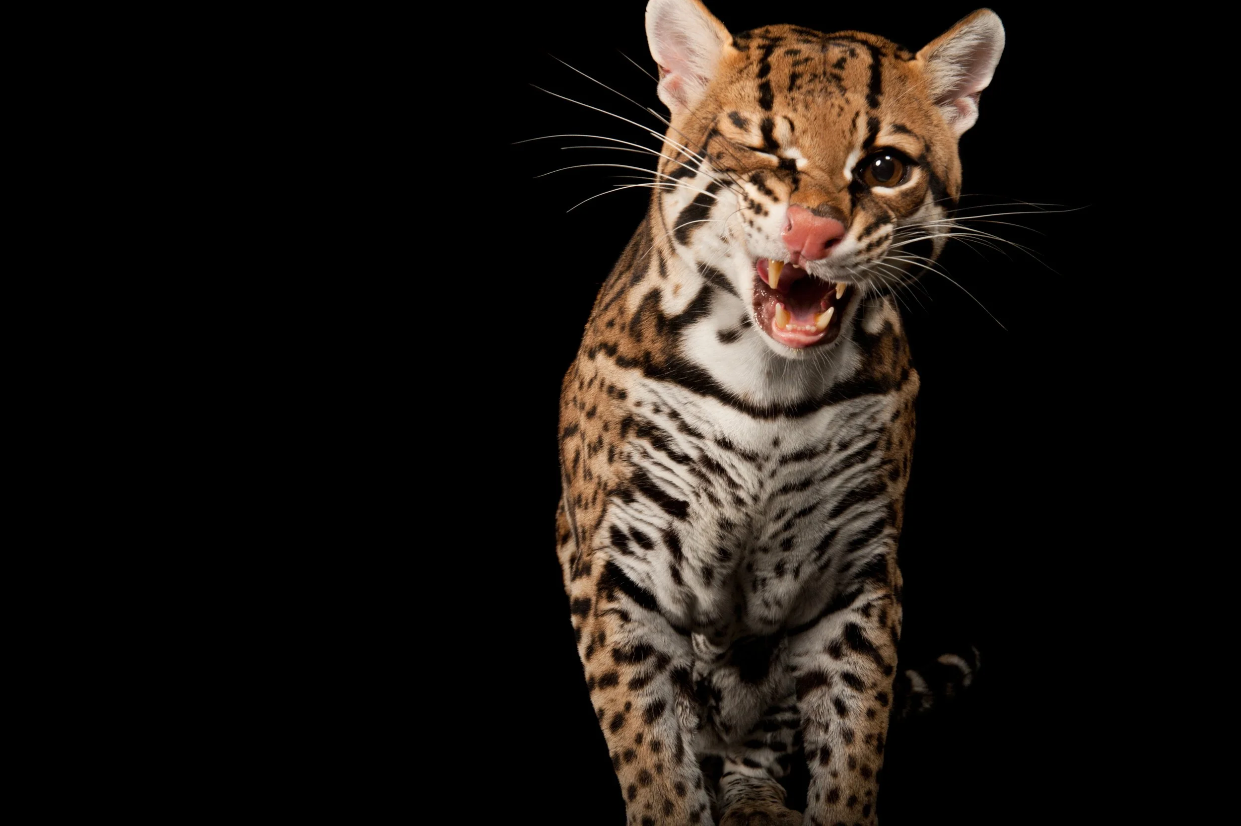 An ocelot (Leopardus pardalis) at Omaha’s Henry Doorly Zoo and Aquarium.