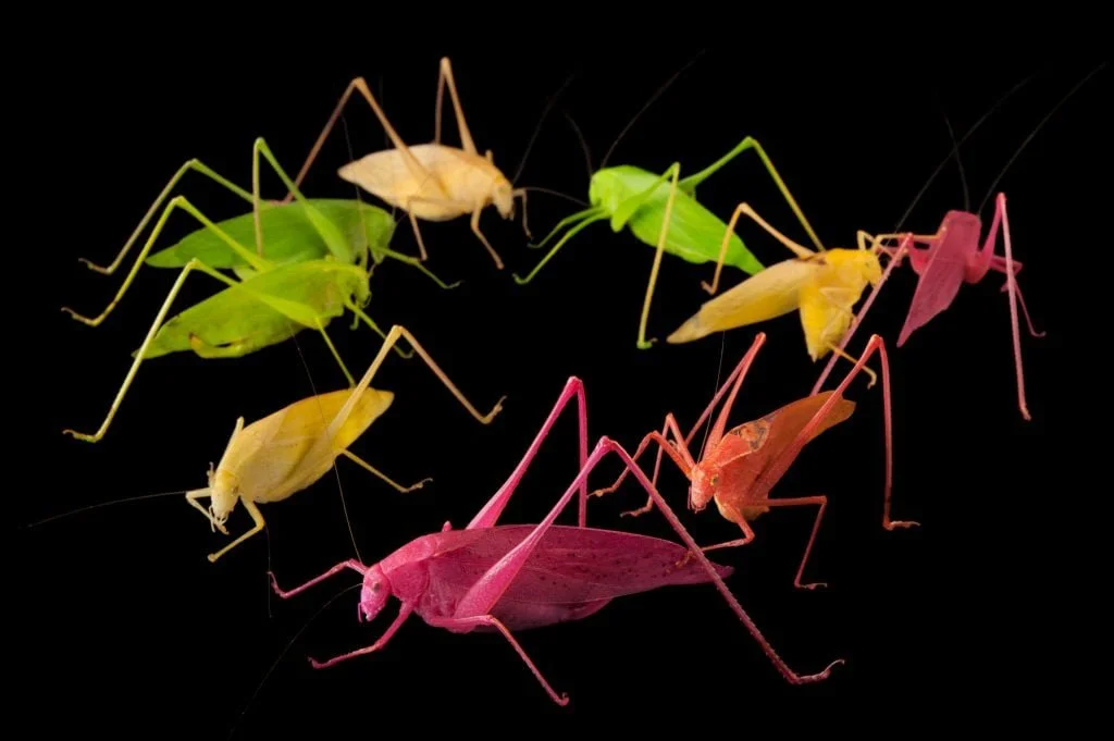 Multicolor, colorful katydids , including green, yellow, orange, and pink, arranged on a black background.