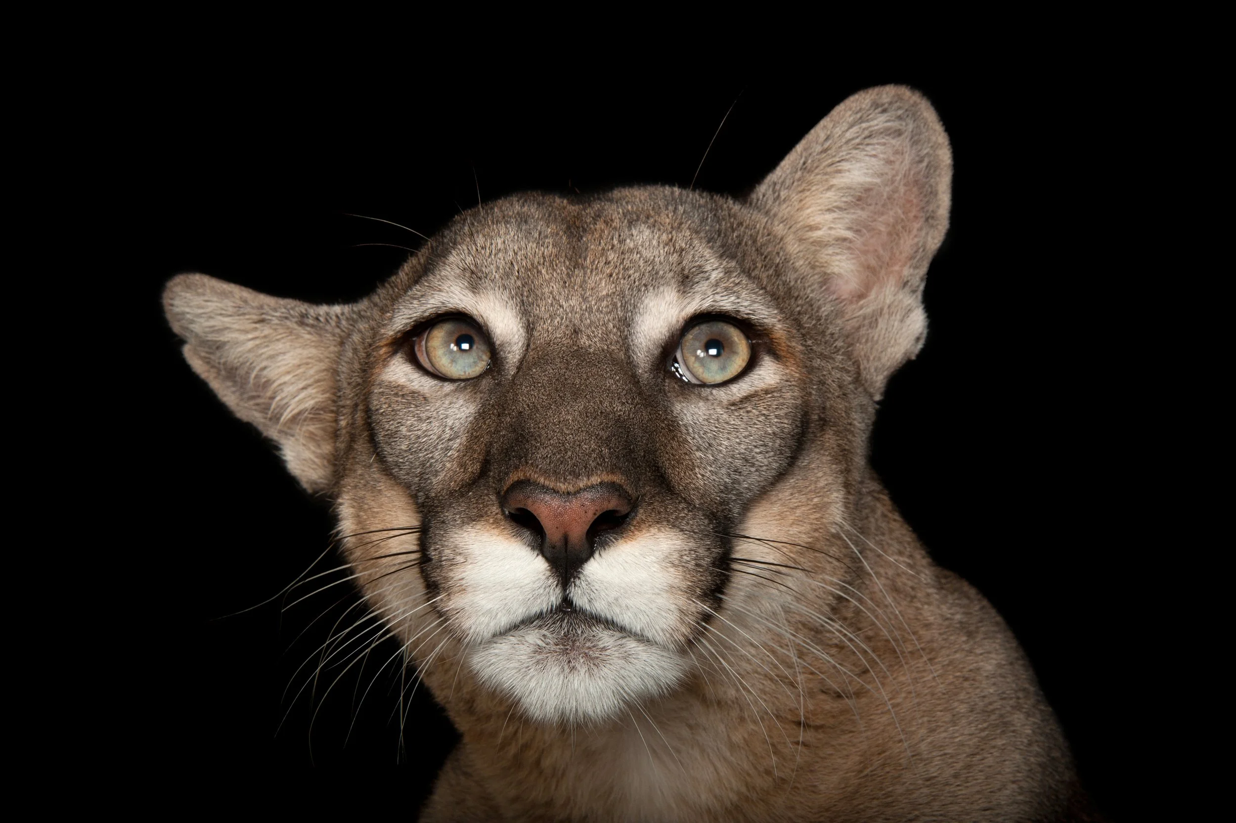 A federally endangered Florida panther (Puma concolor coryi) named Lucy at Tampa's Lowry Park Zoo.