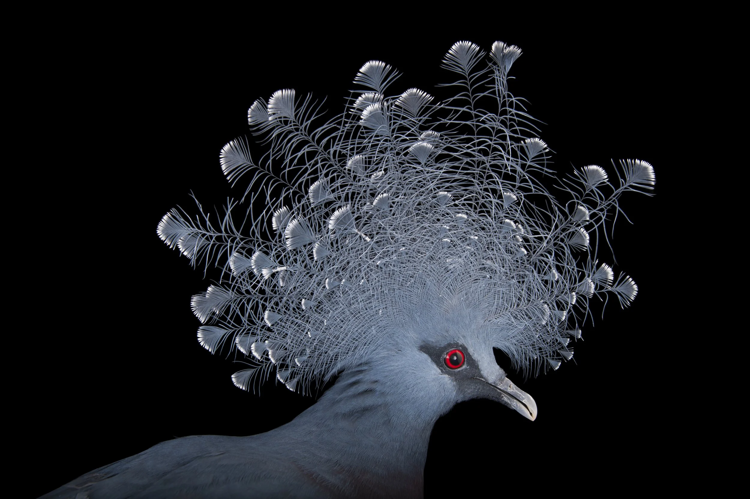 A vulnerable Victoria Crowned Pigeon (Goura victoria) at the Columbus Zoo.