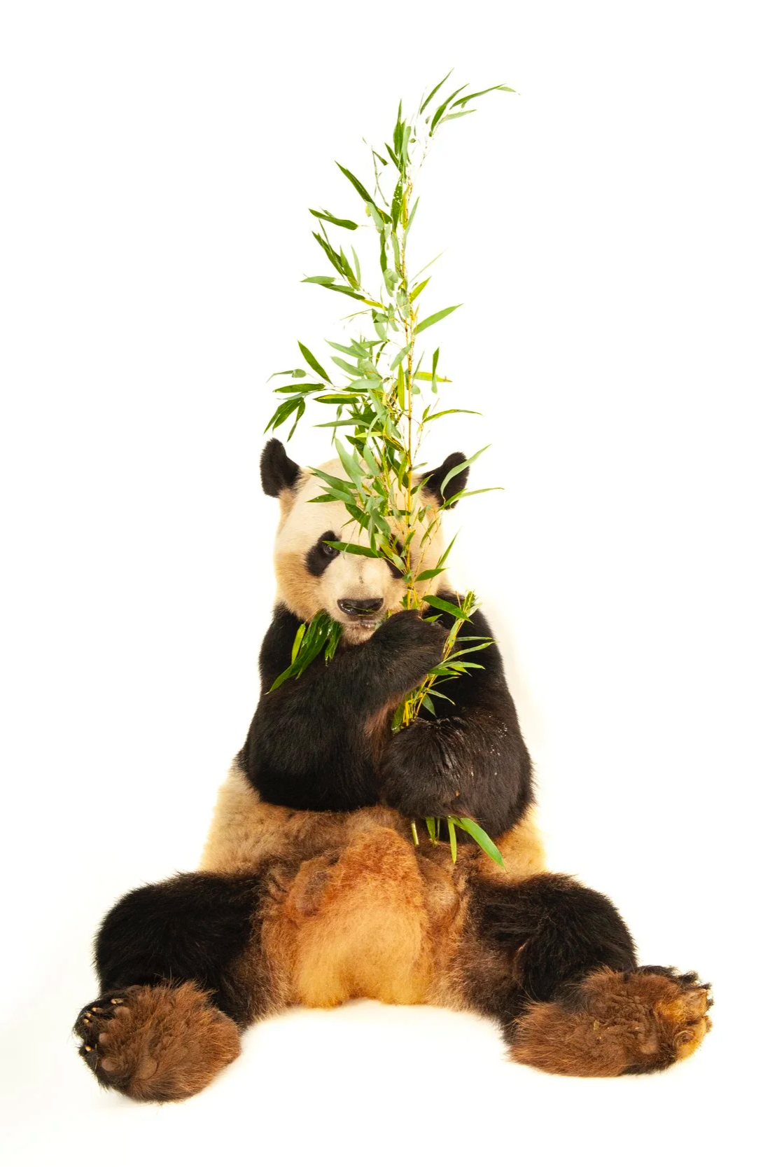 A panda bear sitting upright holding and eating bamboo stalks against a white background.