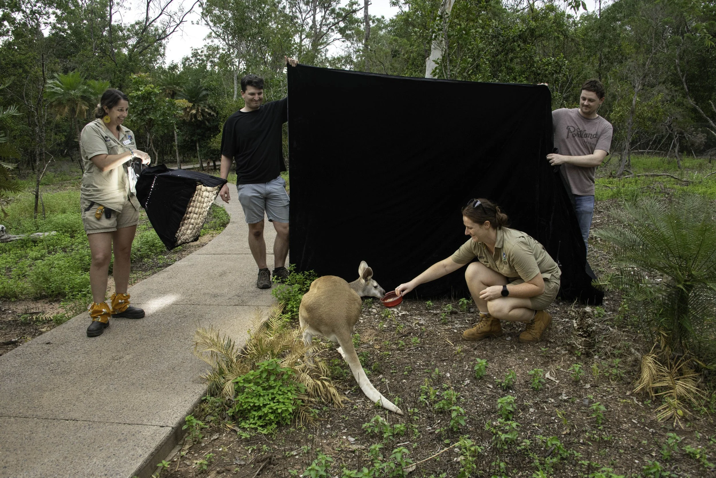 Alex Crisp and Cole Sartore hold a black background in front of a wallaby at a zoo in Darwin, Australia, with two keepers in khaki uniforms during a Photo Ark photography session in January of 2026.