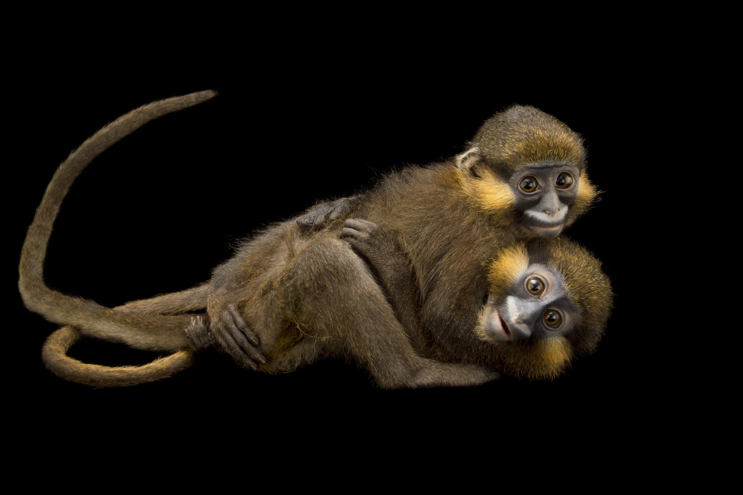Grey-tailed moustached monkeys (Cercopithecus cephus cephodes) at Park Assango, ONG Animal's World in Libreville, Gabon.