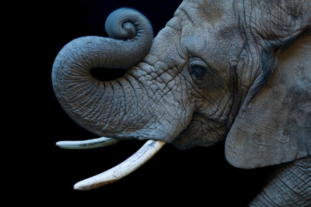 Close-up of an elephant's head showing its trunk curled upwards, tusks, and textured skin against a black background.