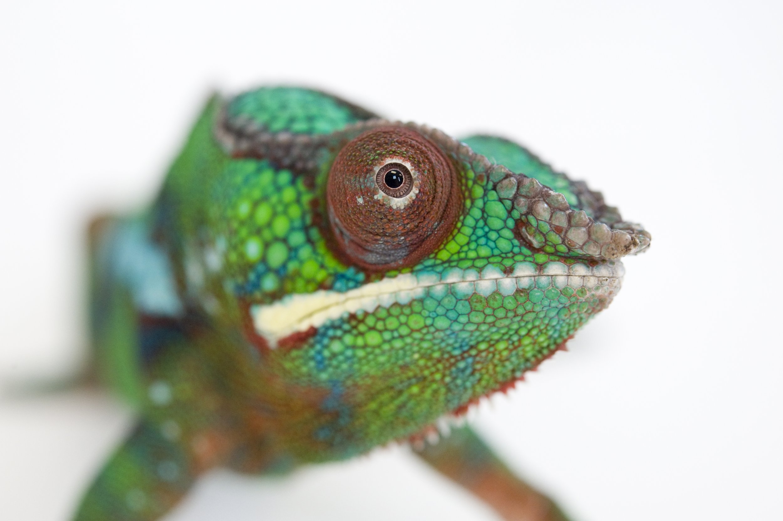A Panther chameleon (Furcifer pardalis) at the Lincoln Children’s Zoo.