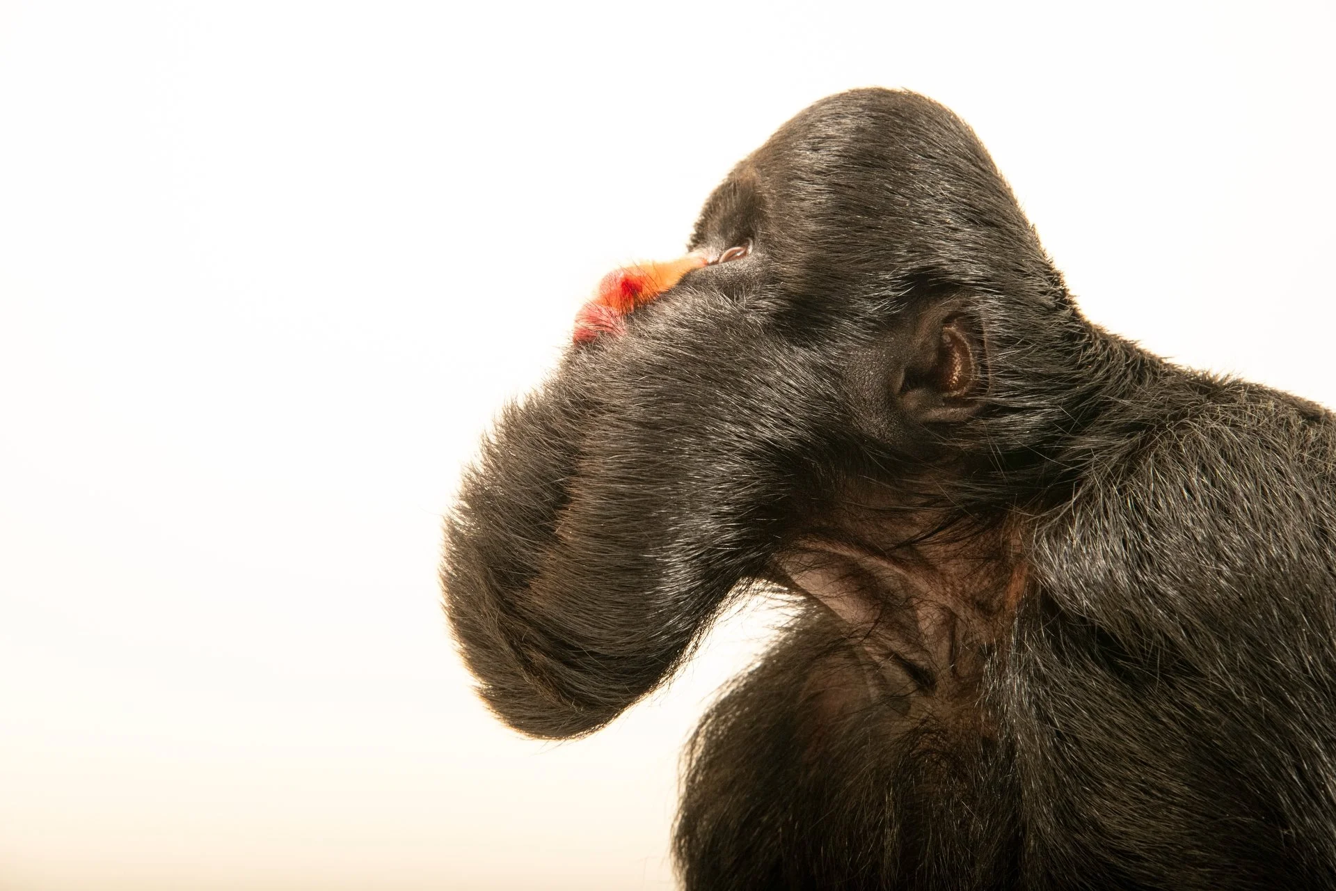 Profile view of a Red-nosed saki monkey at Eco Park Foz in Foz do Iguaçu, Brazil for the Photo Ark in July of 2026.