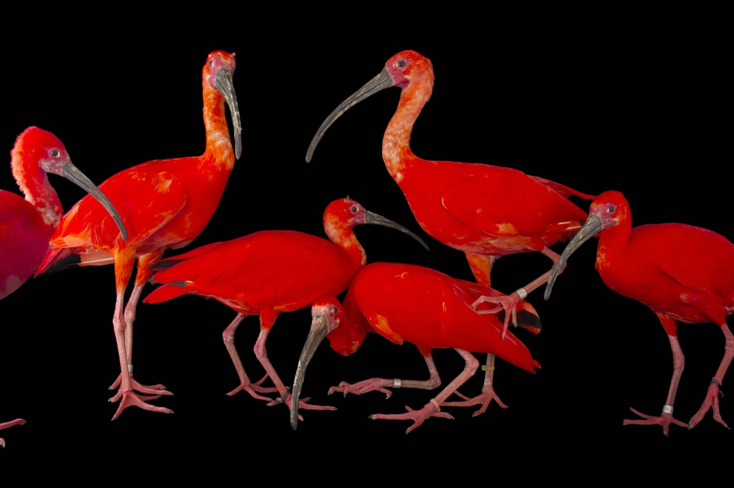 A flock of scarlet ibis (Eudocimus ruber) at the Caldwell Zoo in Tyler, Texas.
