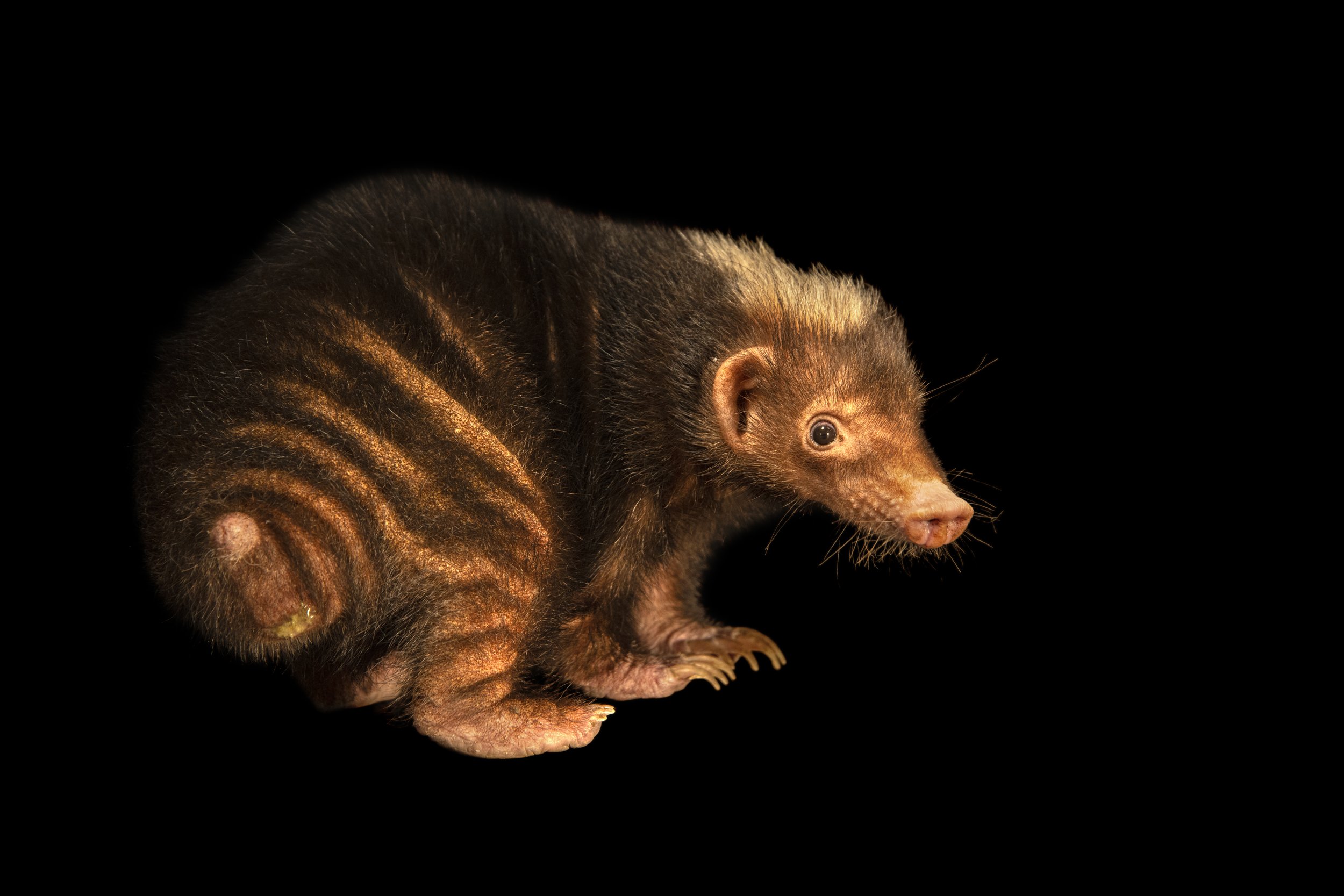 A Palawan stink badger (Mydaus marchei) at Avilon Zoo.