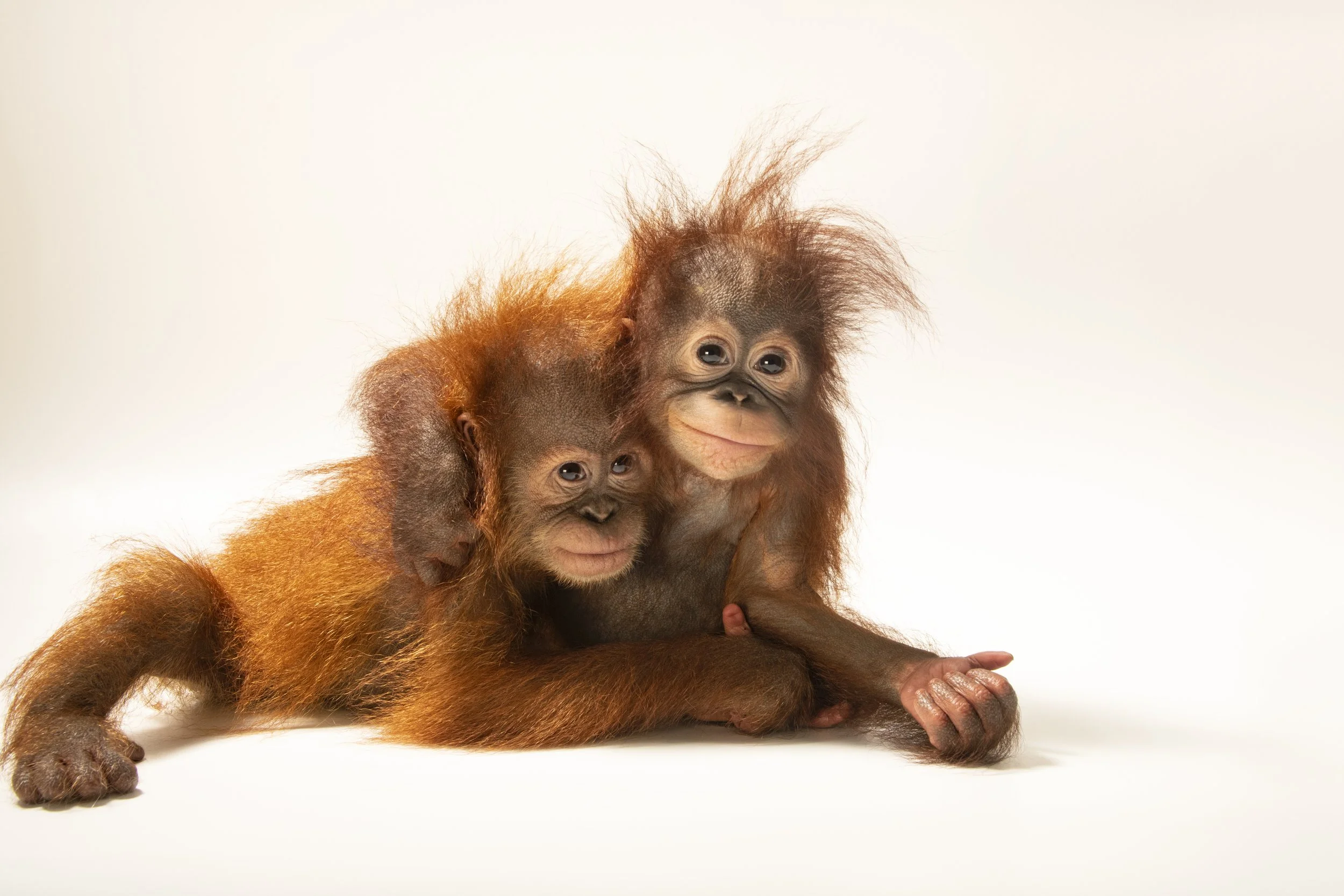 A Sumatran orangutan (Pongo abelii) and a Bornean orangutan (Pongo pygmaeus) cared for by the Taman Safari in Bogor, West Java, Indonesia.
