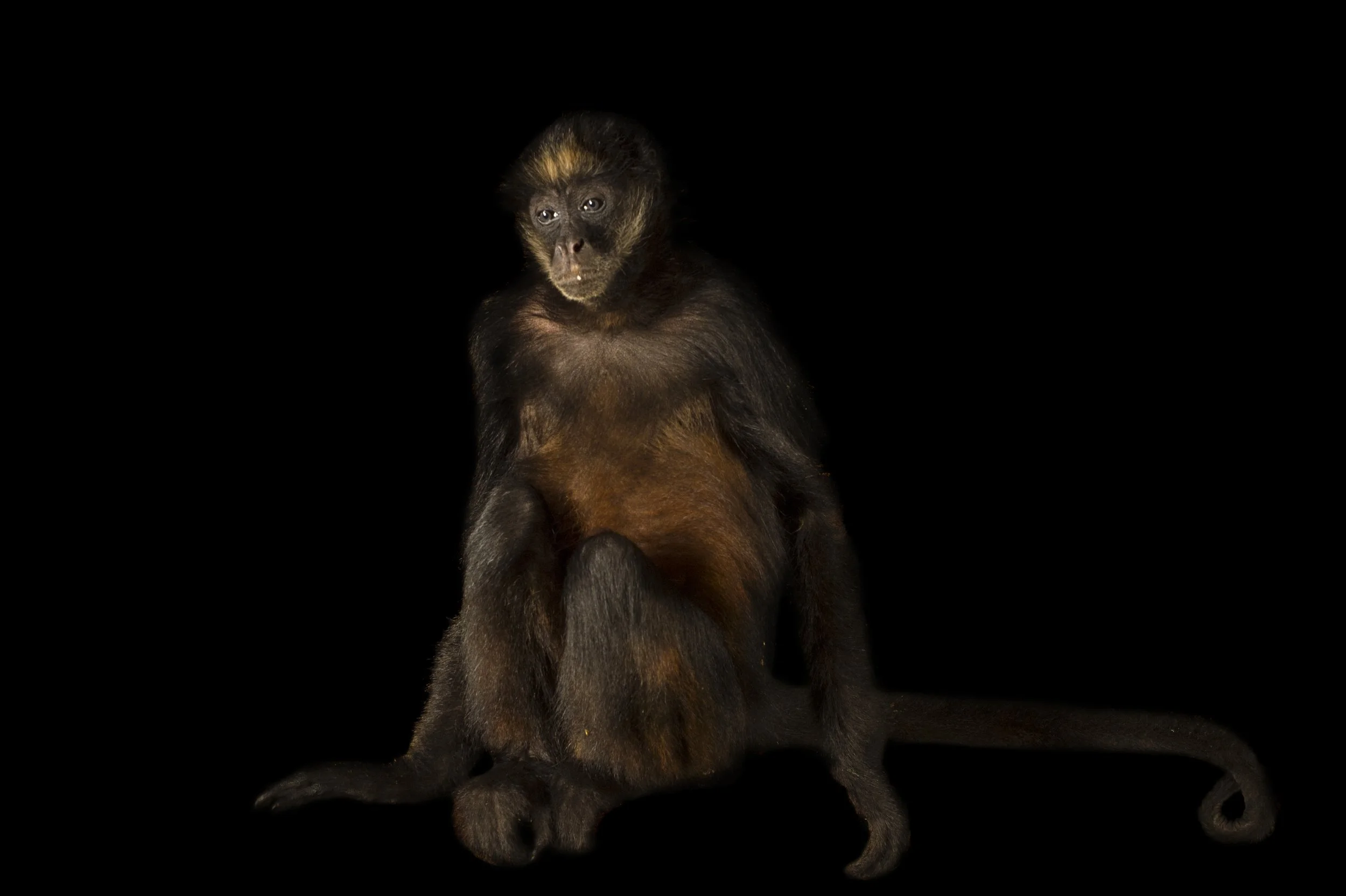 Hybrid spider monkey (Ateles belzebuth and Ateles geoffroyi) at the Wellington Zoo.
