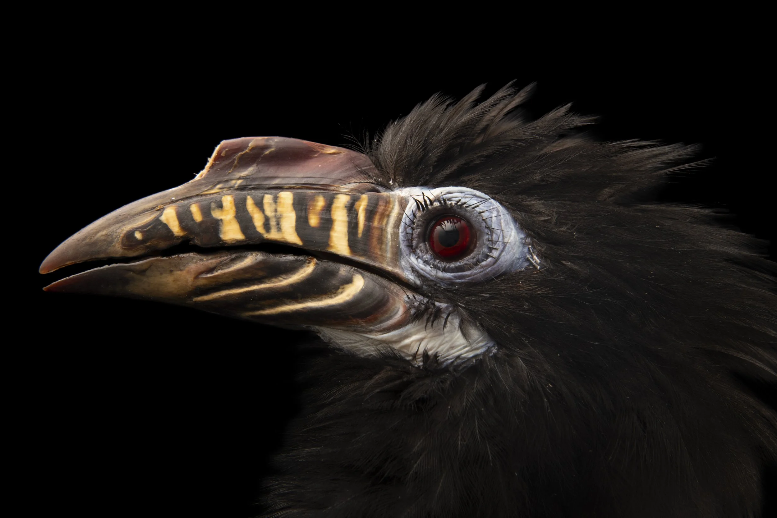 An endangered, female Visayan tarictic hornbill, Penelopides panini panini, at Negros Forest Park.