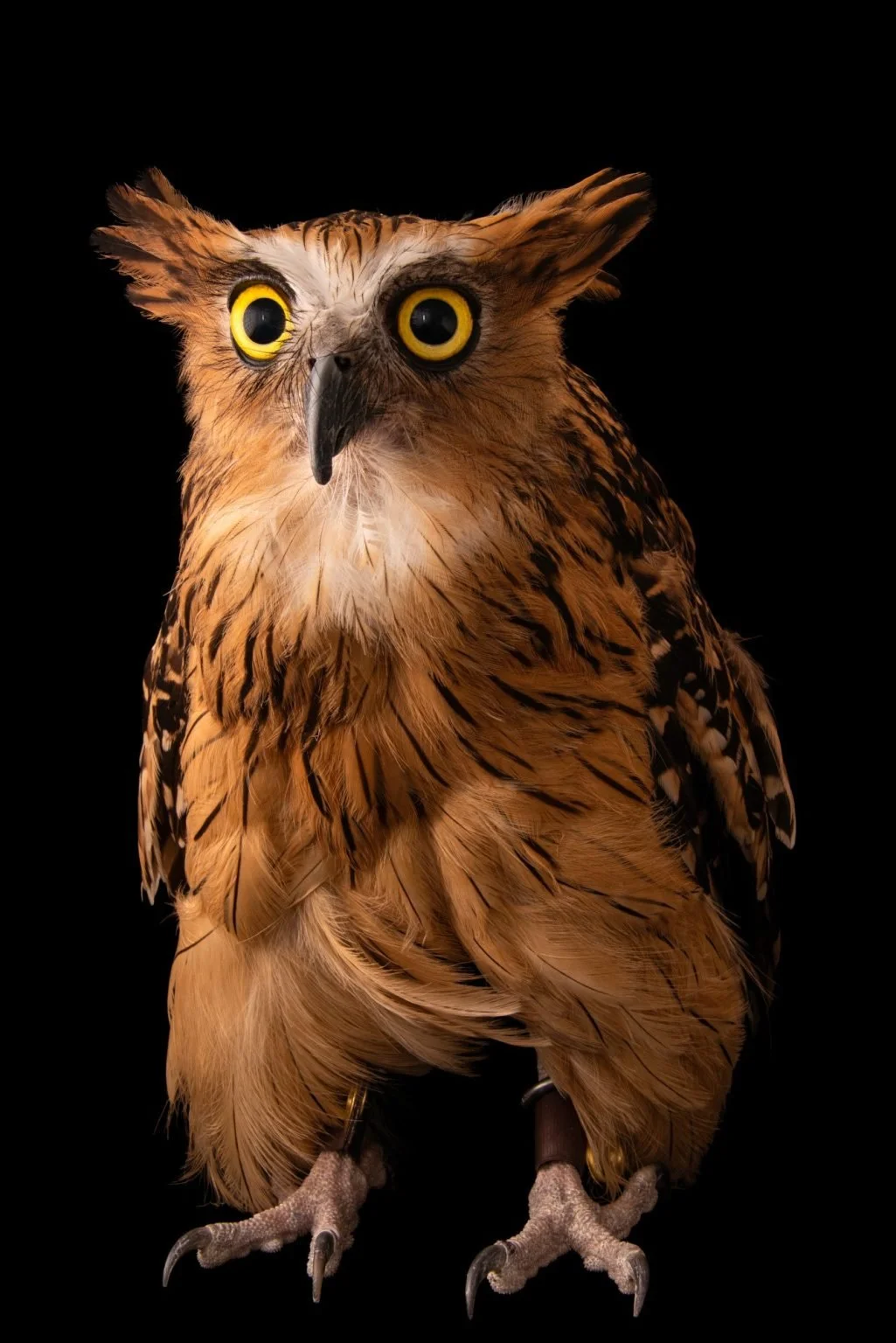 A realistic-looking owl with exaggerated large yellow eyes and a bird of prey's body, set against a black background.