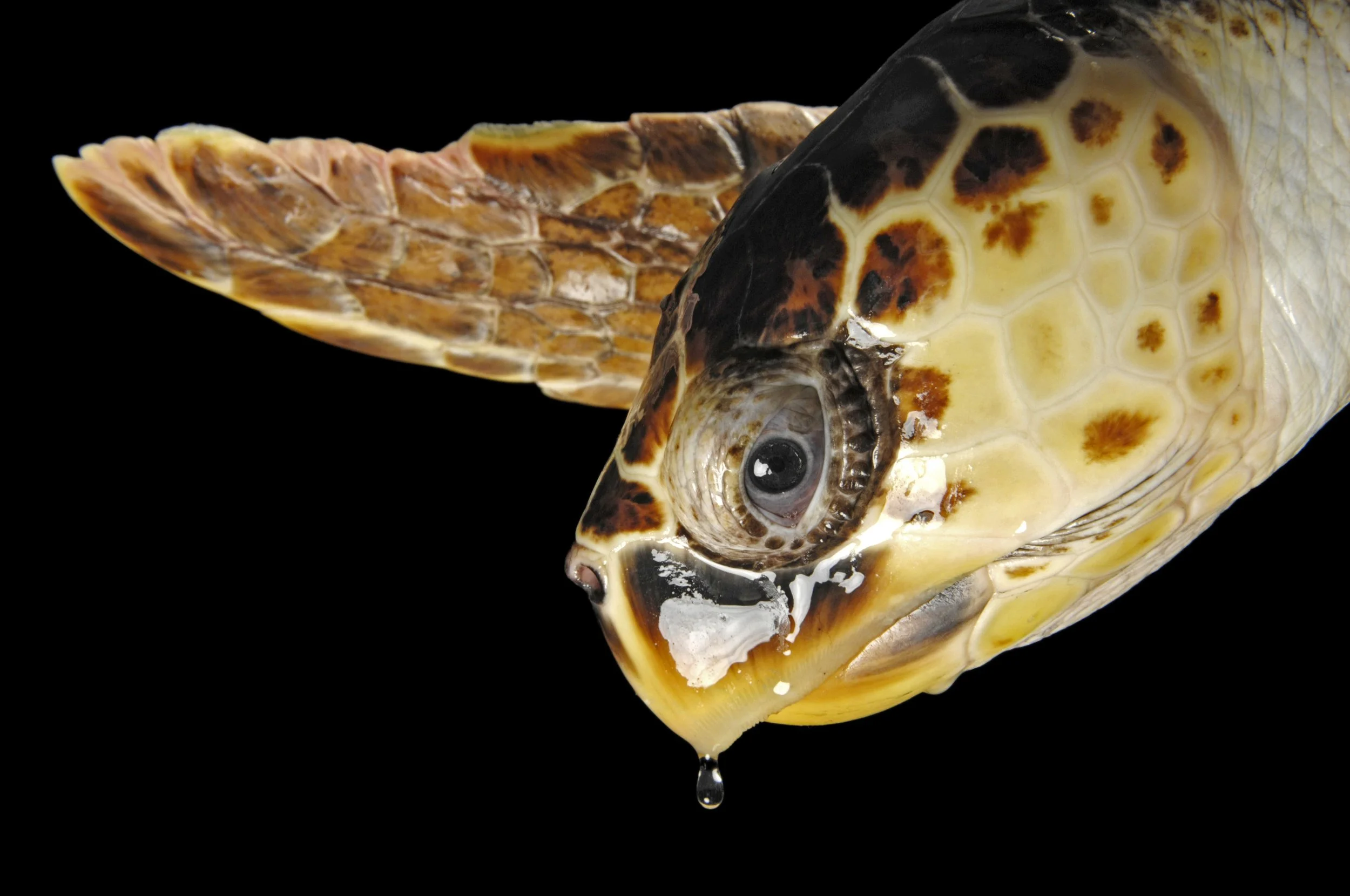 A federally listed Atlantic loggerhead turtle (Caretta caretta) at the Riverbanks Zoo.